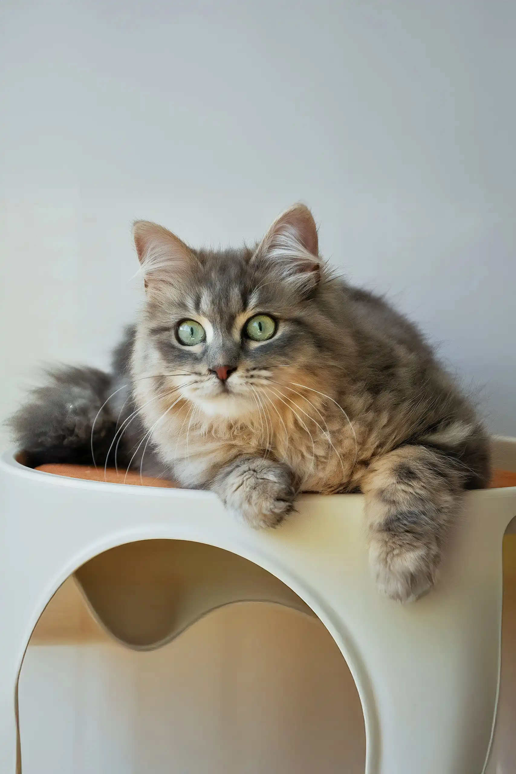 Helena | Siberian Kitten - Image 2