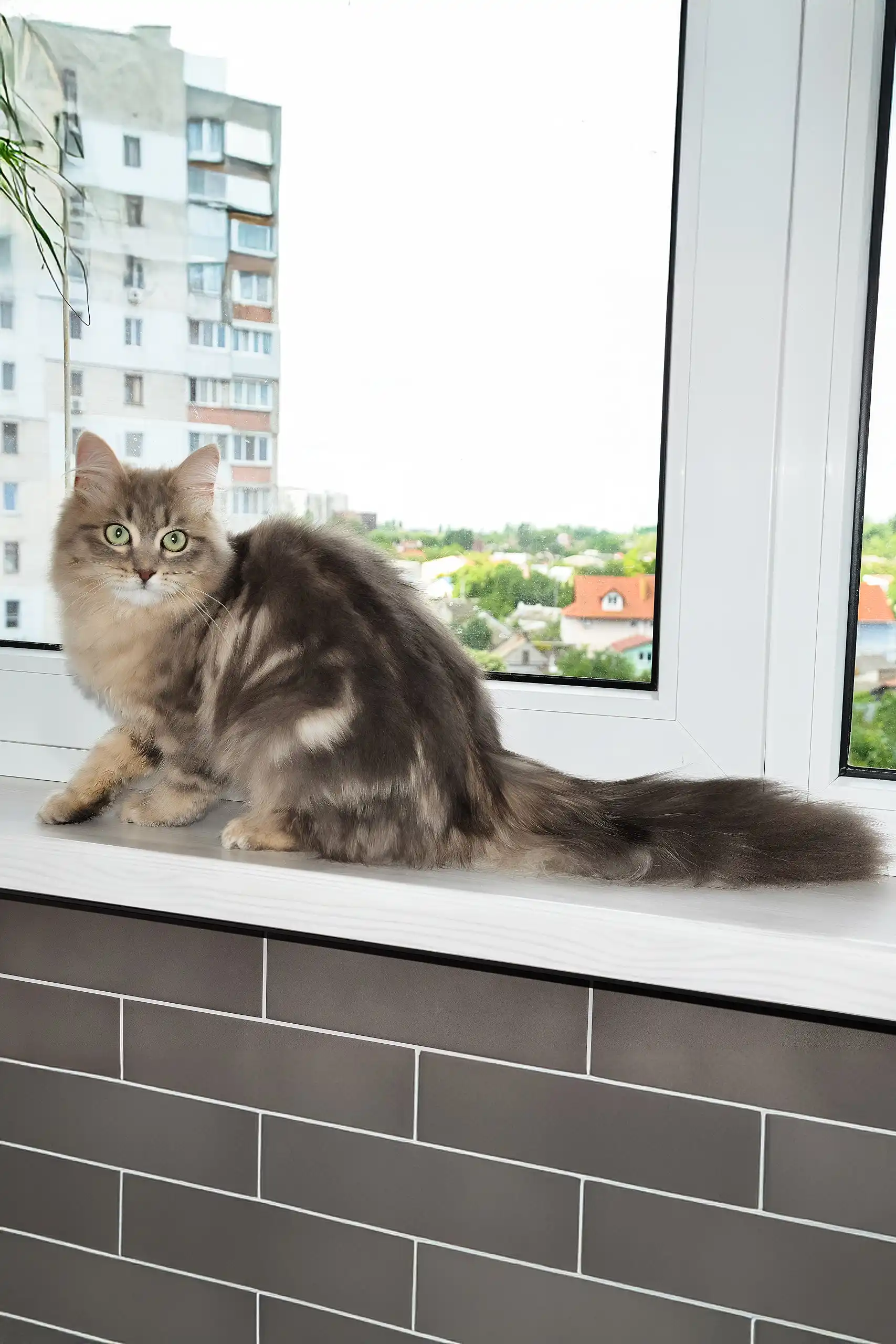 Helena | Siberian Kitten - Image 5