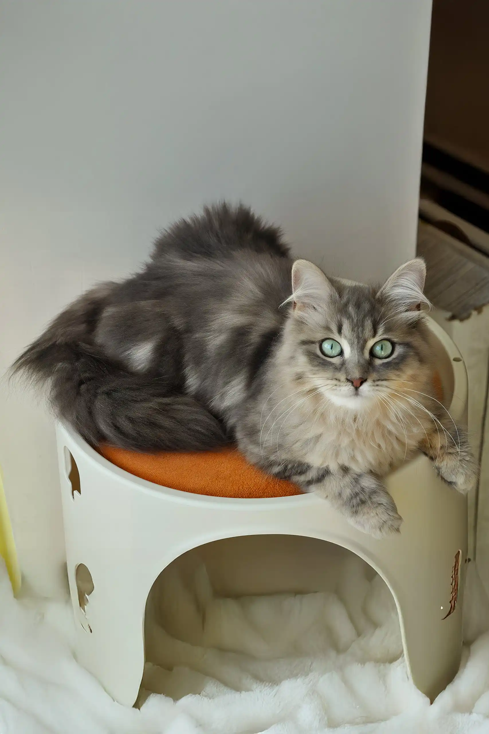 Helena | Siberian Kitten - Image 6