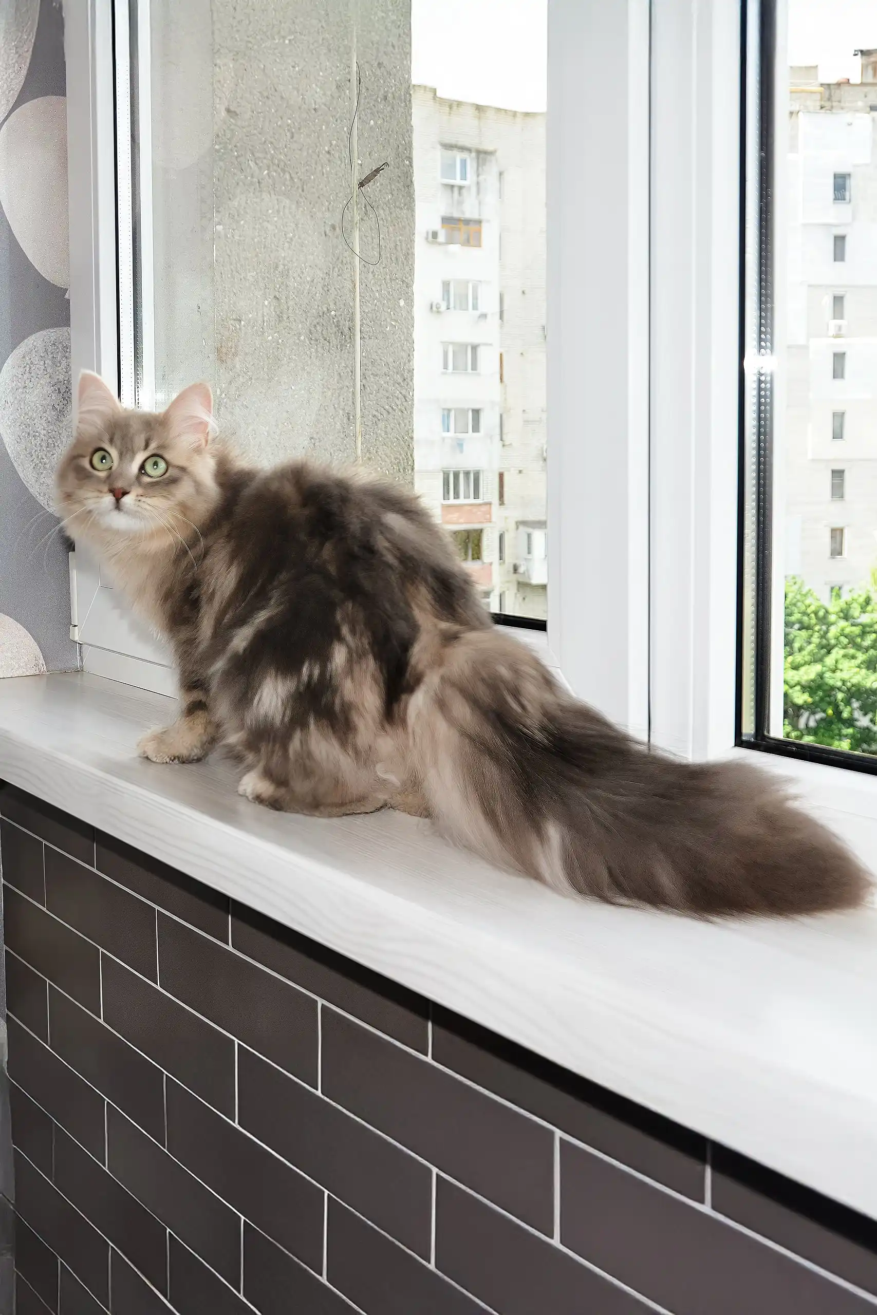 Helena | Siberian Kitten - Image 7