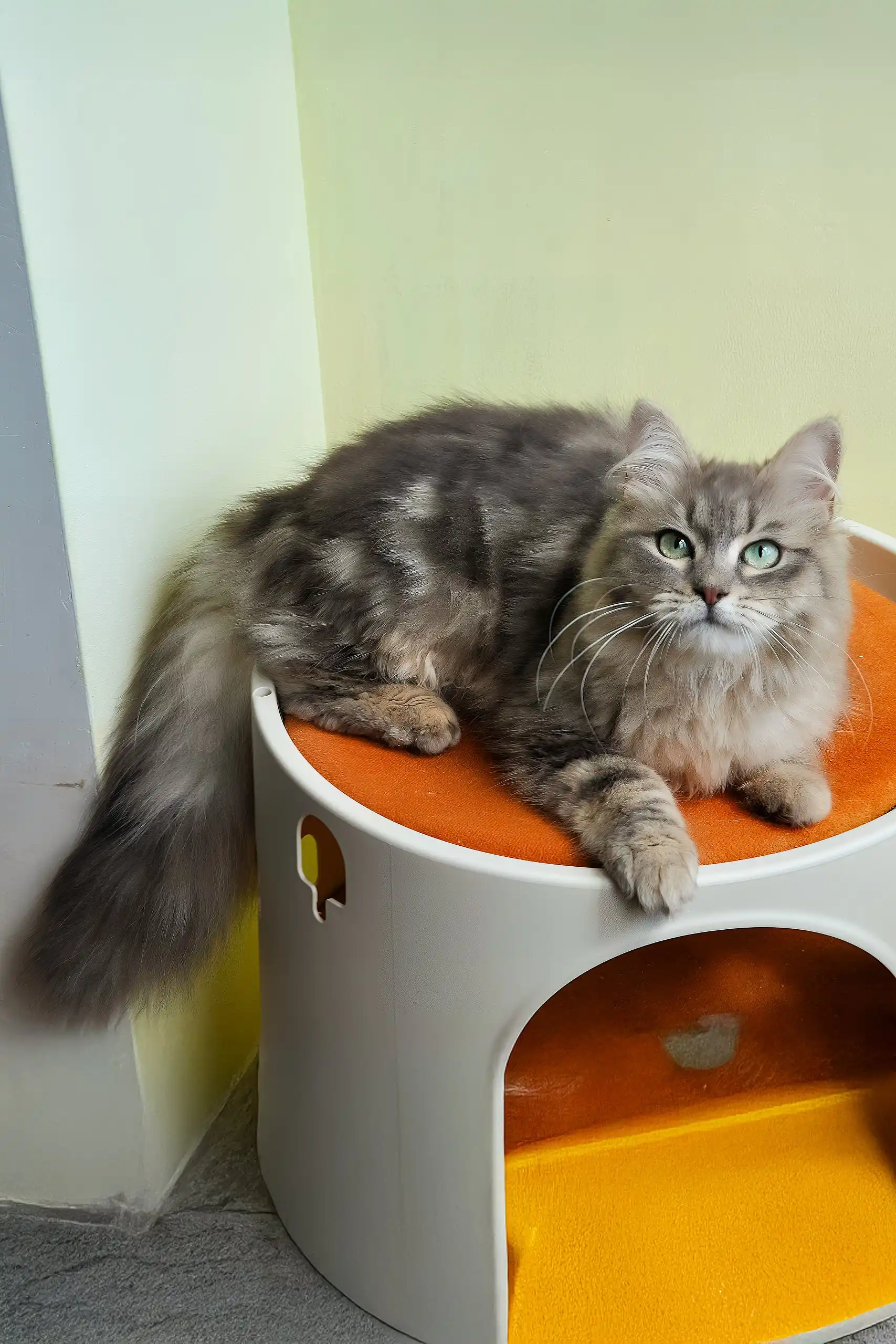 Helena | Siberian Kitten - Image 8