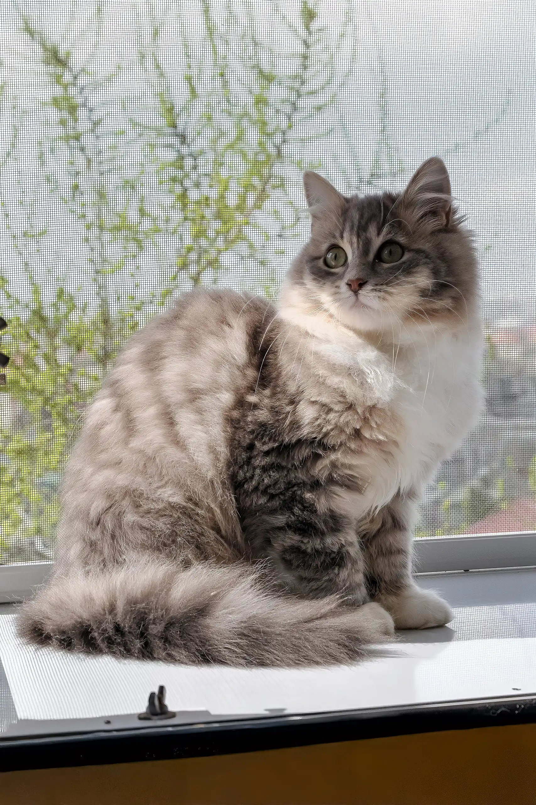 Holly | Siberian Kitten - Image 4