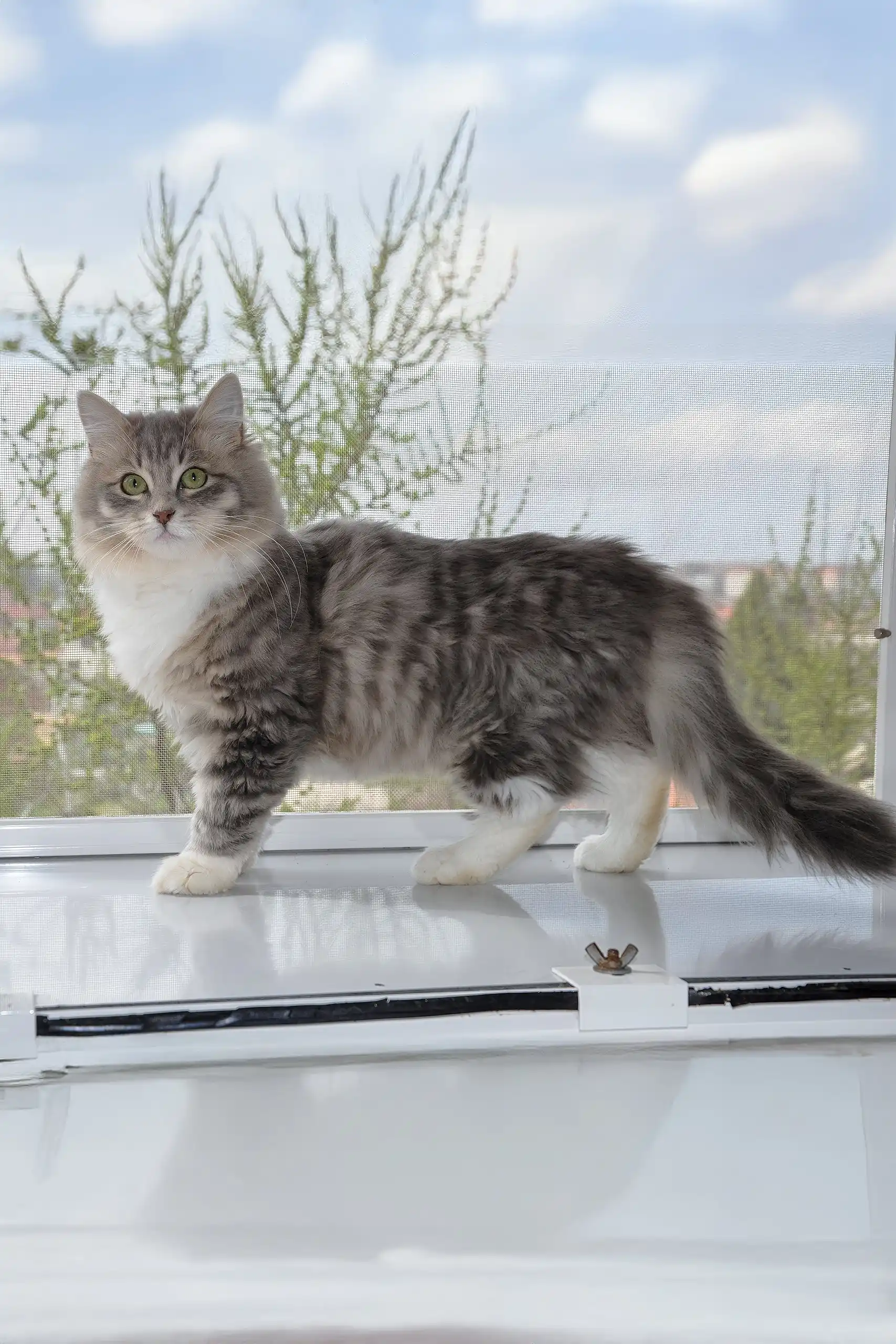 Holly | Siberian Kitten - Image 8
