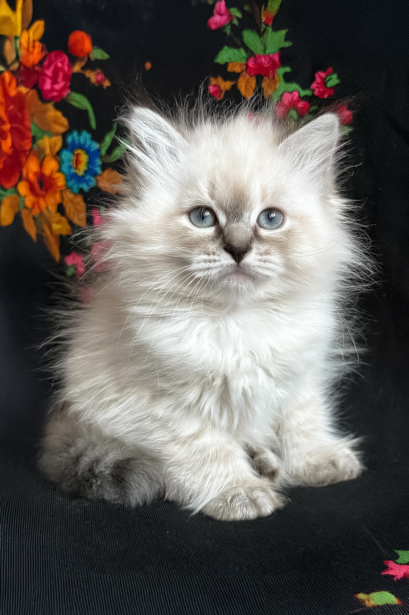 Jasmine | Siberian Kitten - Image 2