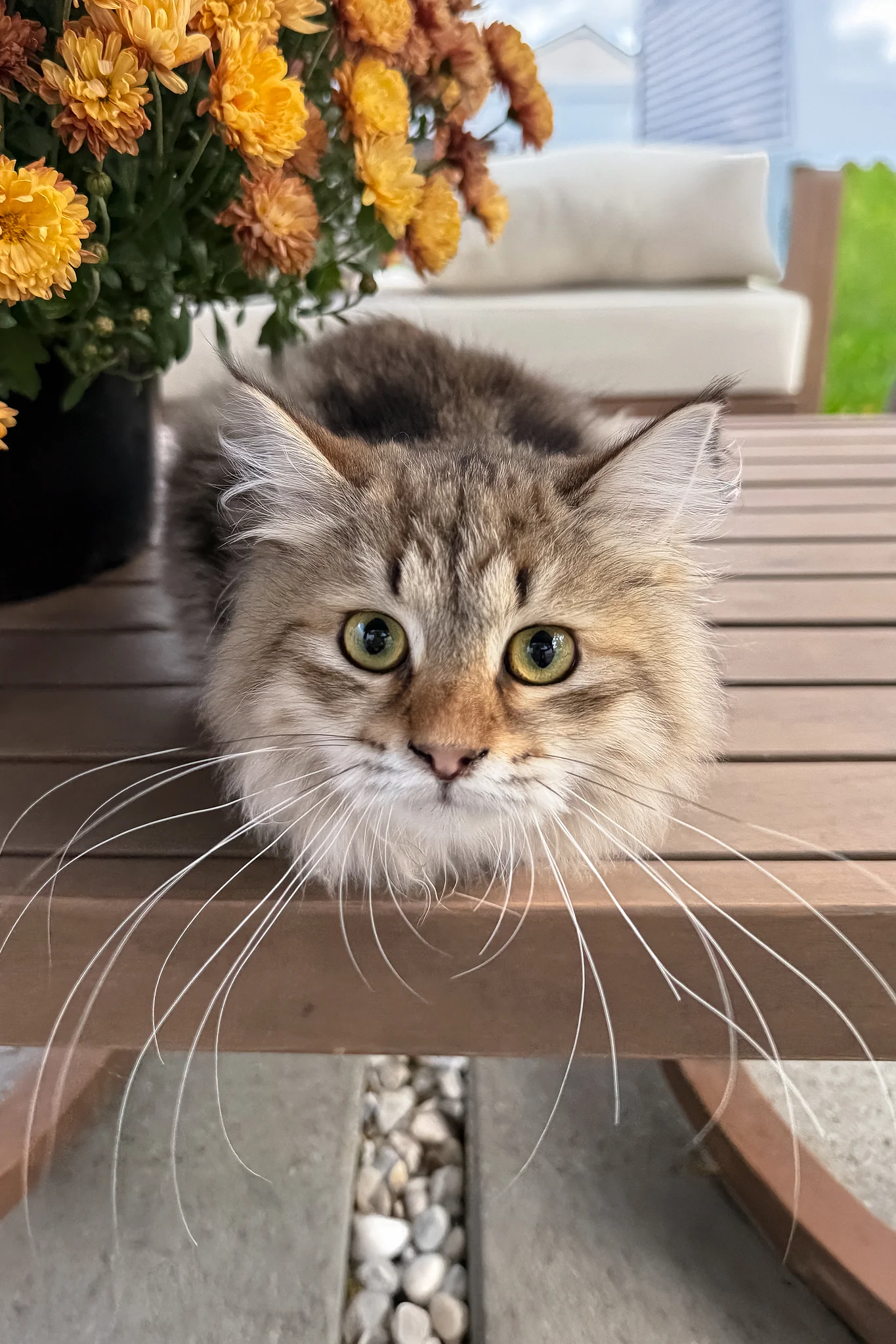 Kora | Siberian Kitten - Image 9