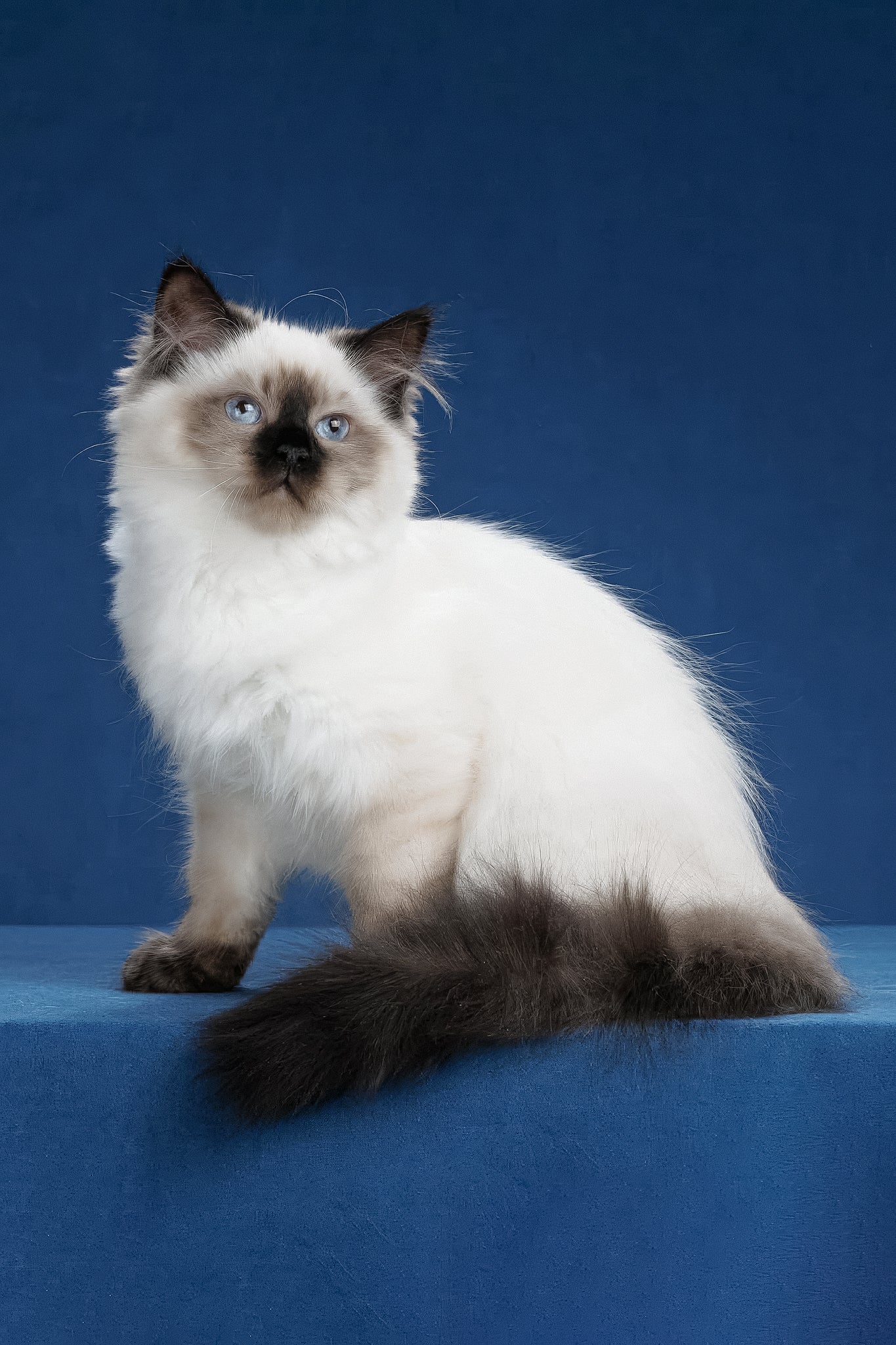 Laura | Siberian Kitten - Image 6