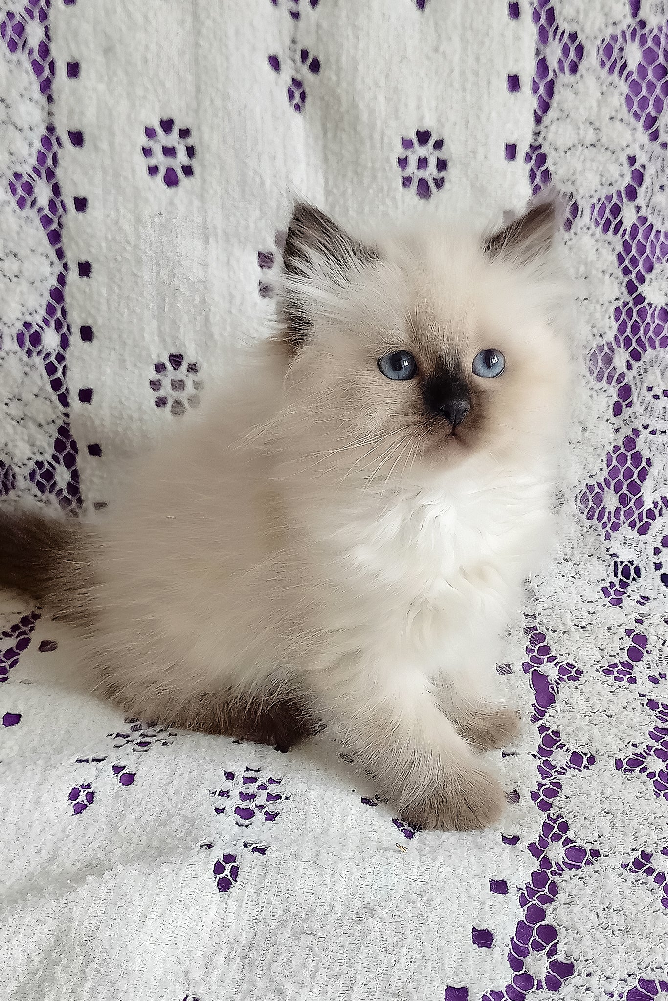 Liala | Siberian Kitten - Image 2