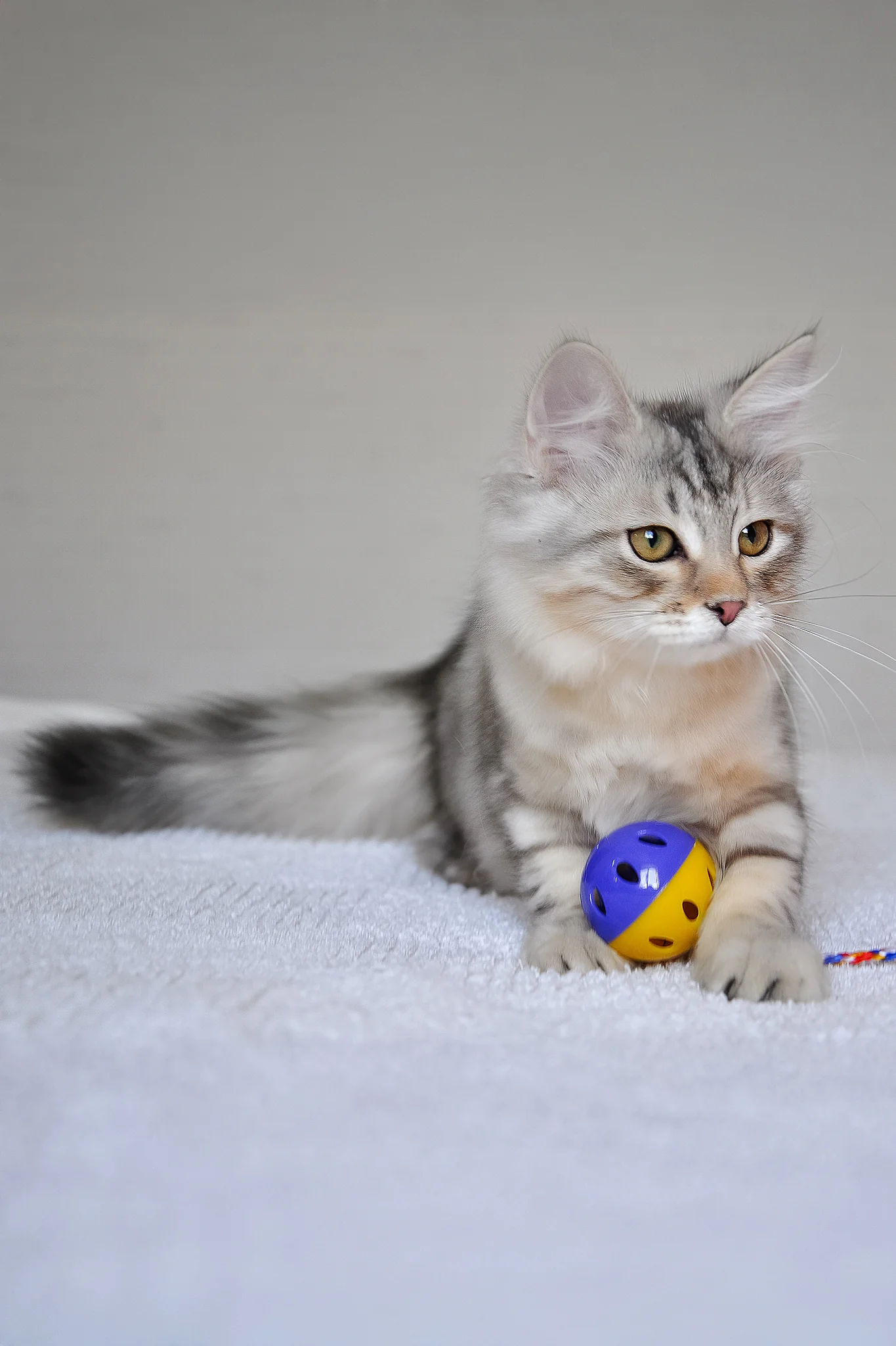 Marta | Siberian Kitten - Image 3
