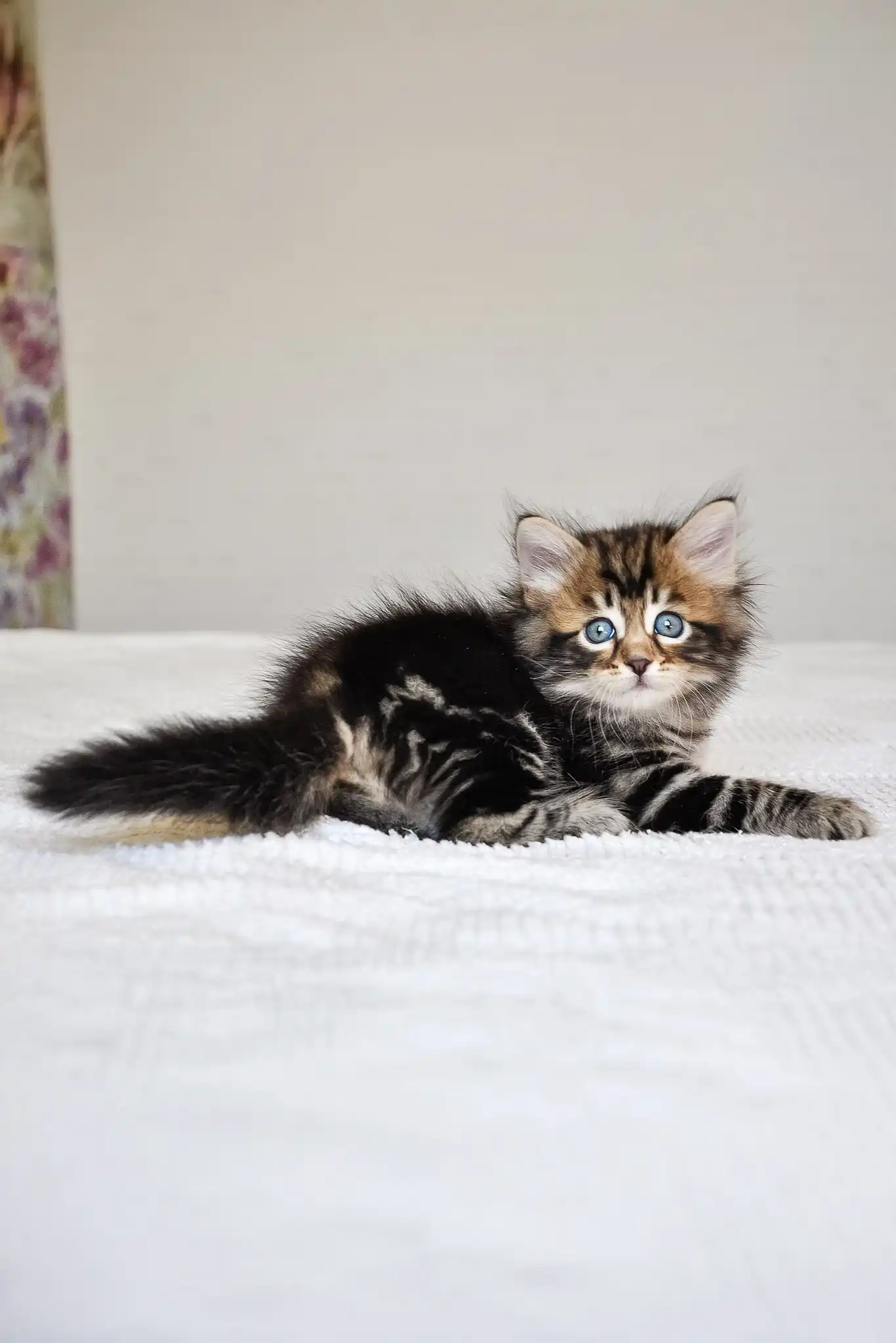 Polli | Siberian Kitten - Image 4
