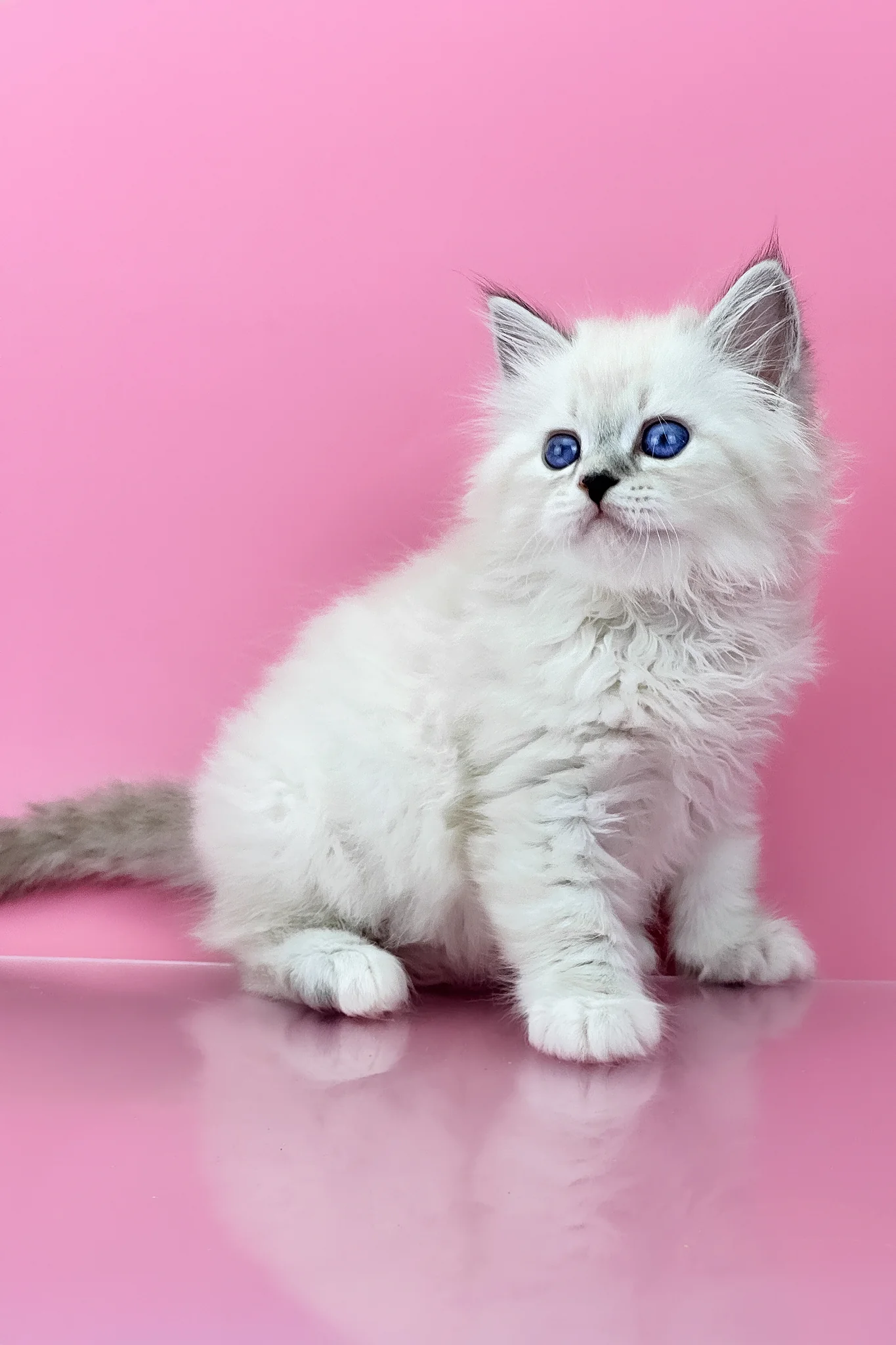 Regina | Siberian Kitten - Image 2