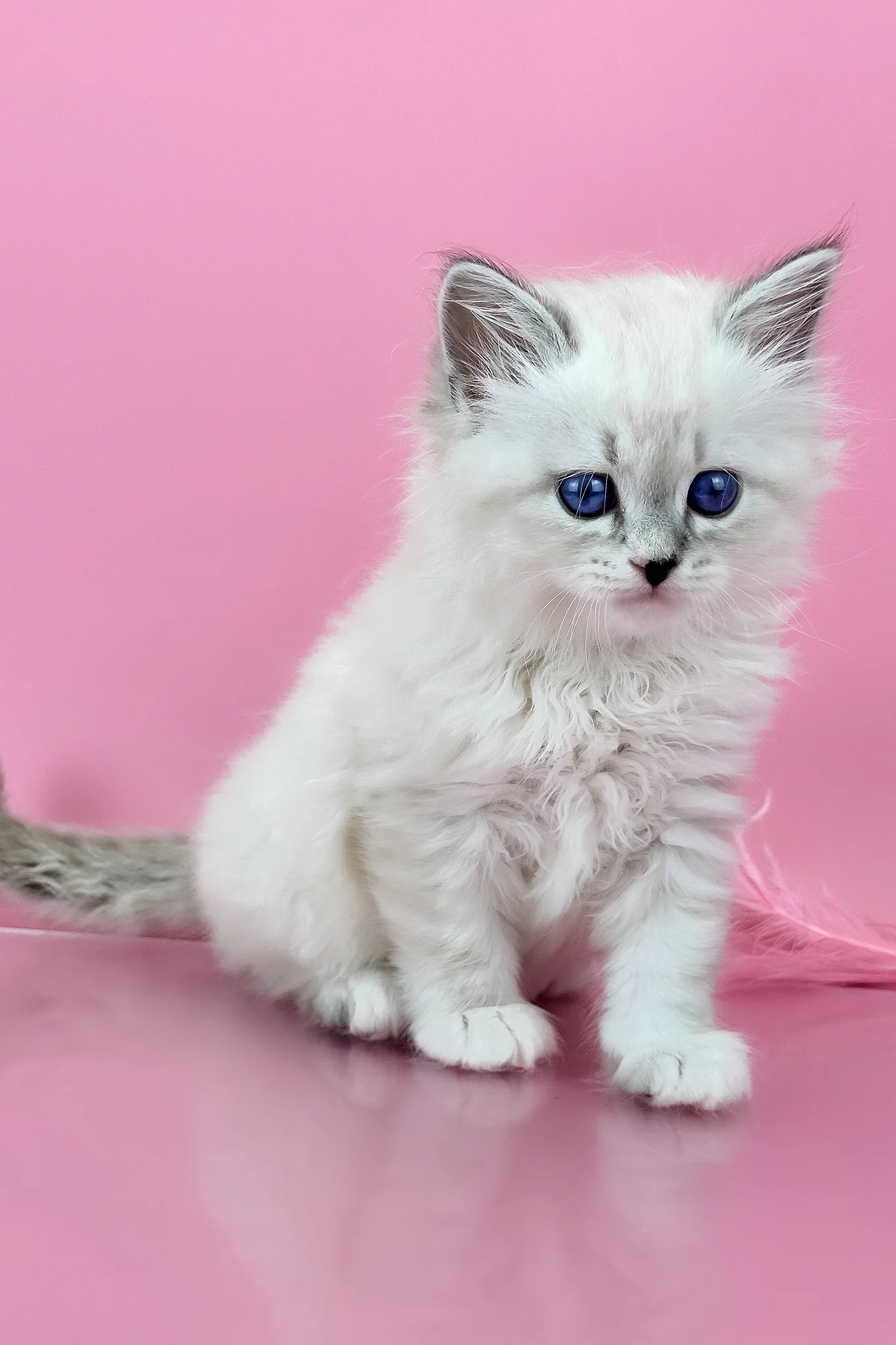 Regina | Siberian Kitten - Image 7