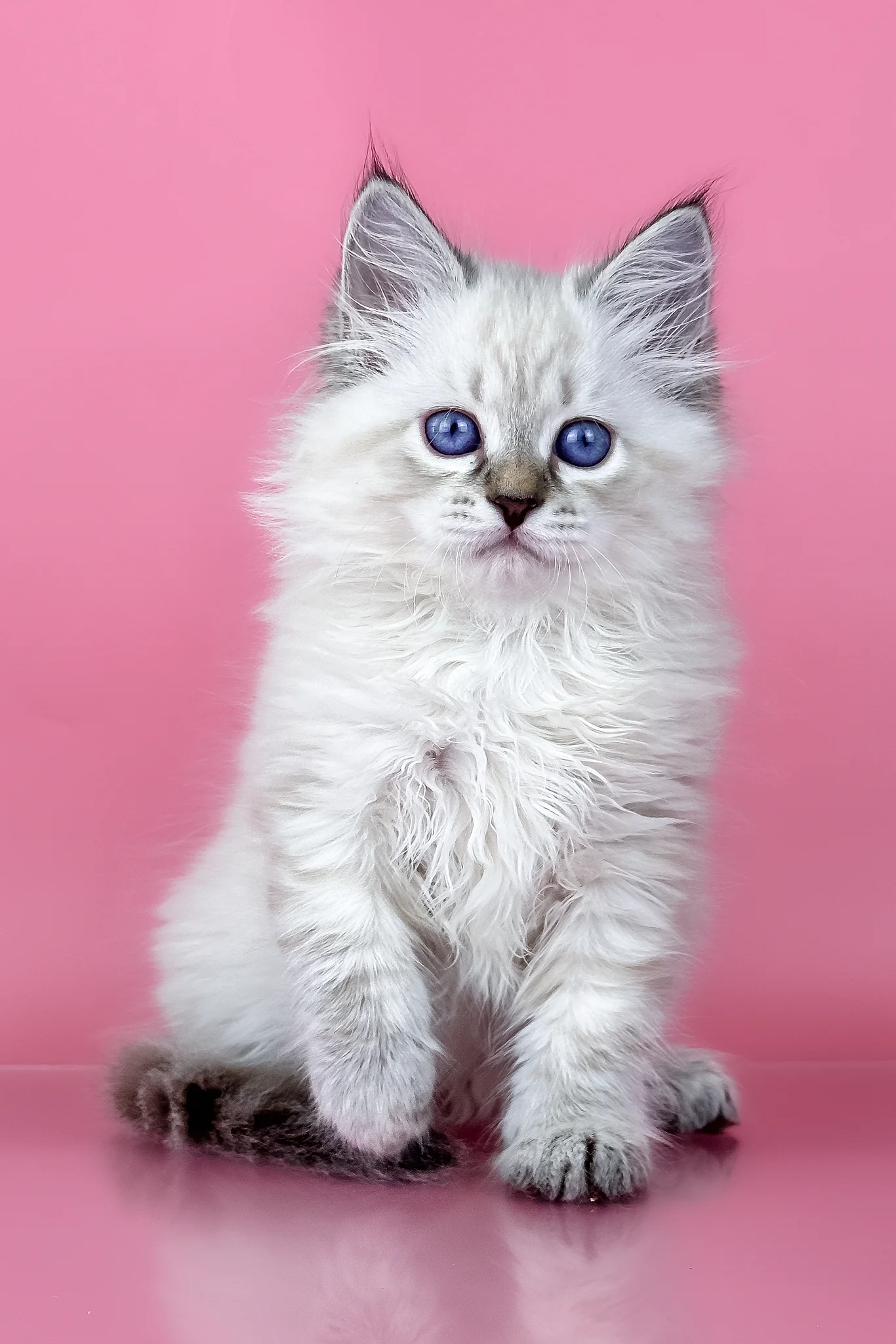 Rosalina | Siberian Kitten - Image 6