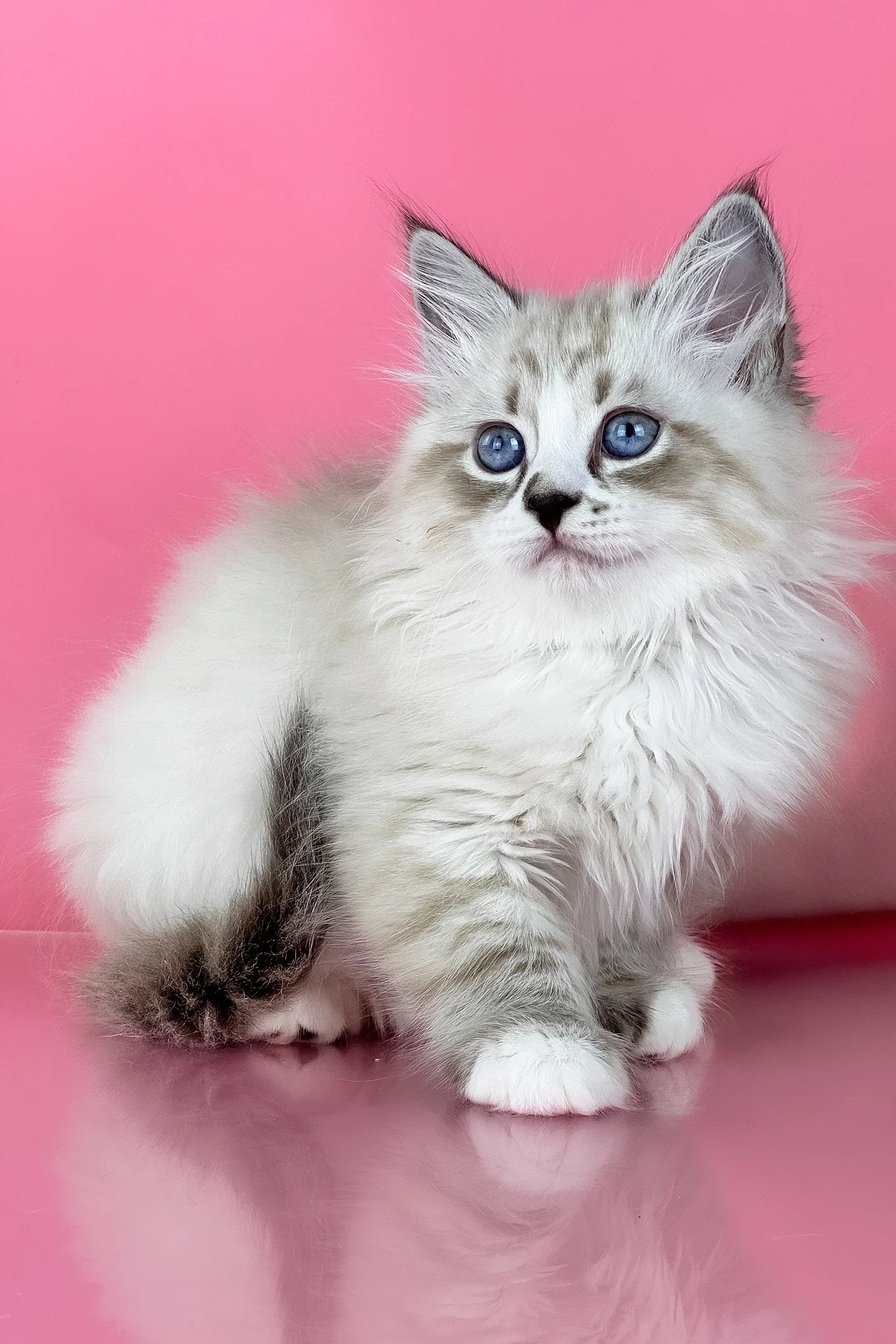 Rowena | Siberian Kitten - Image 5