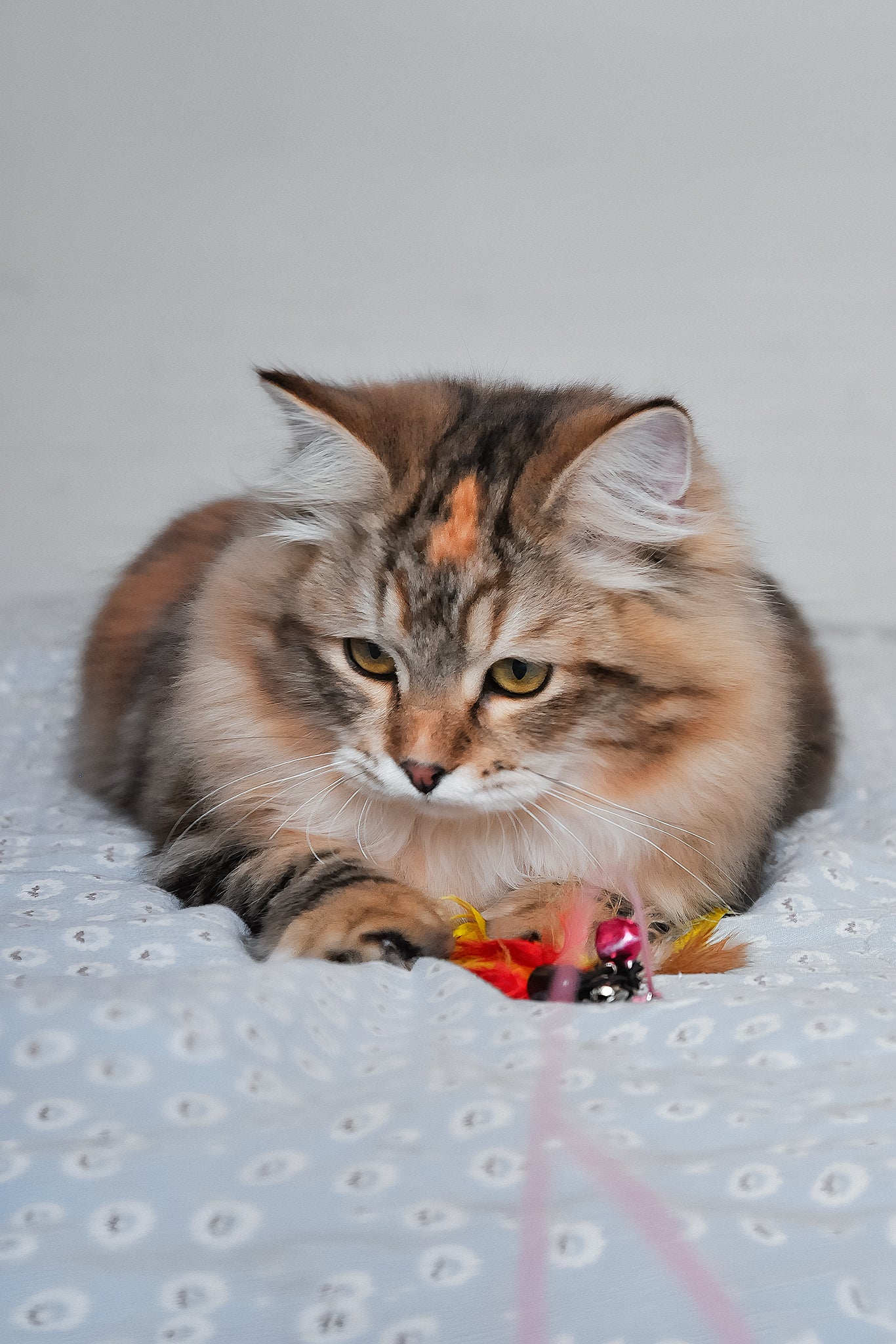 Simona | Siberian Kitten - Image 4