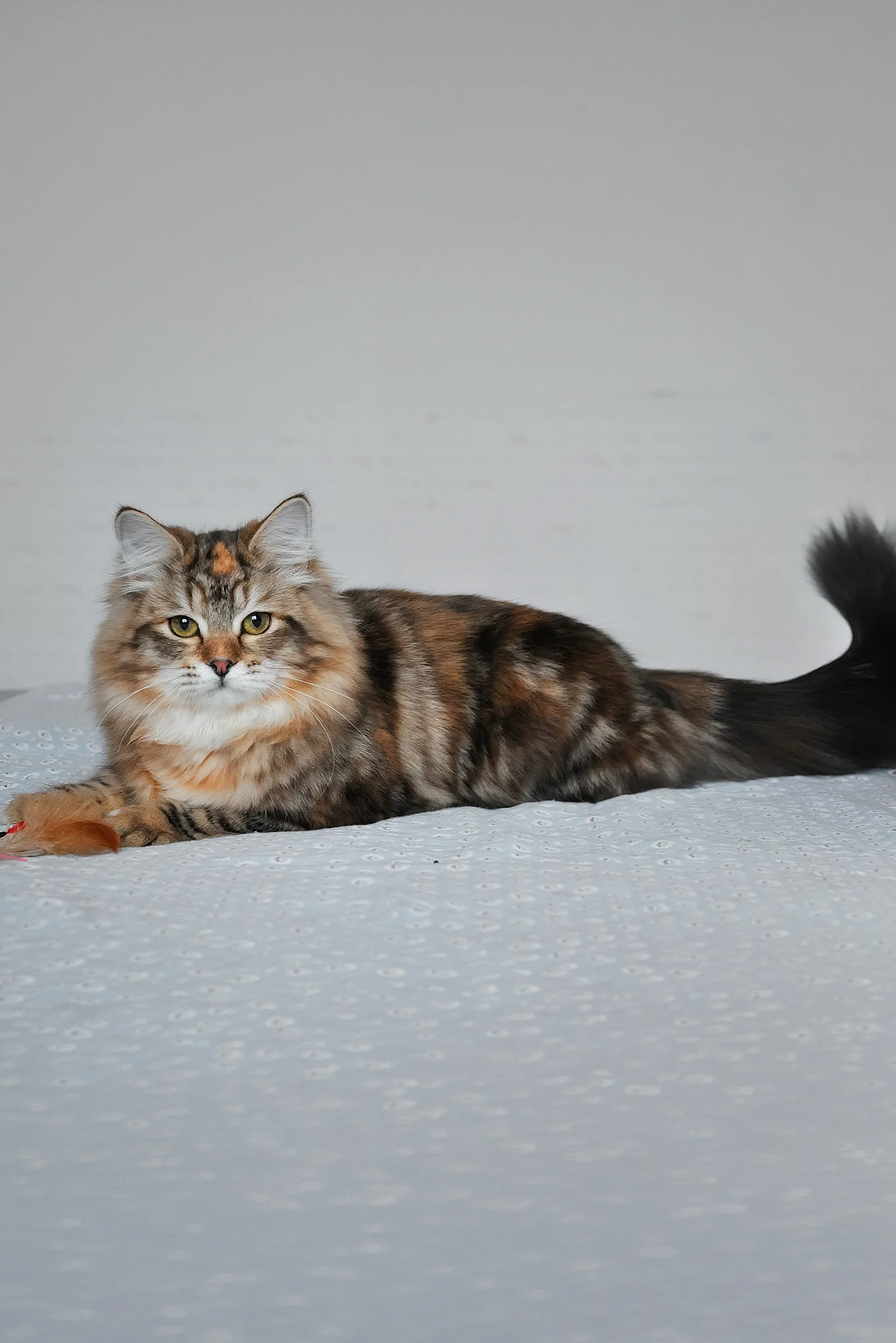 Simona | Siberian Kitten - Image 5