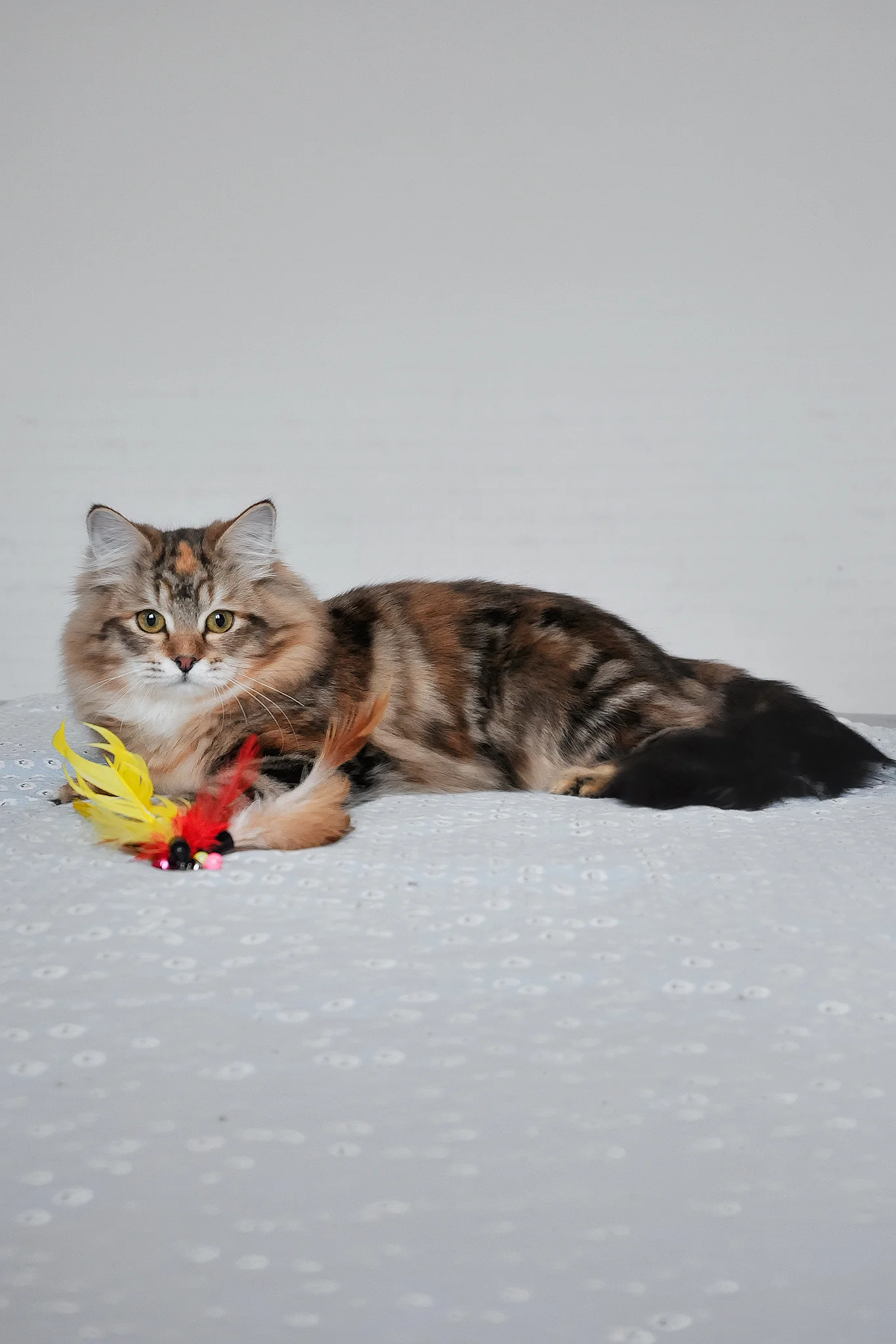 Simona | Siberian Kitten - Image 6
