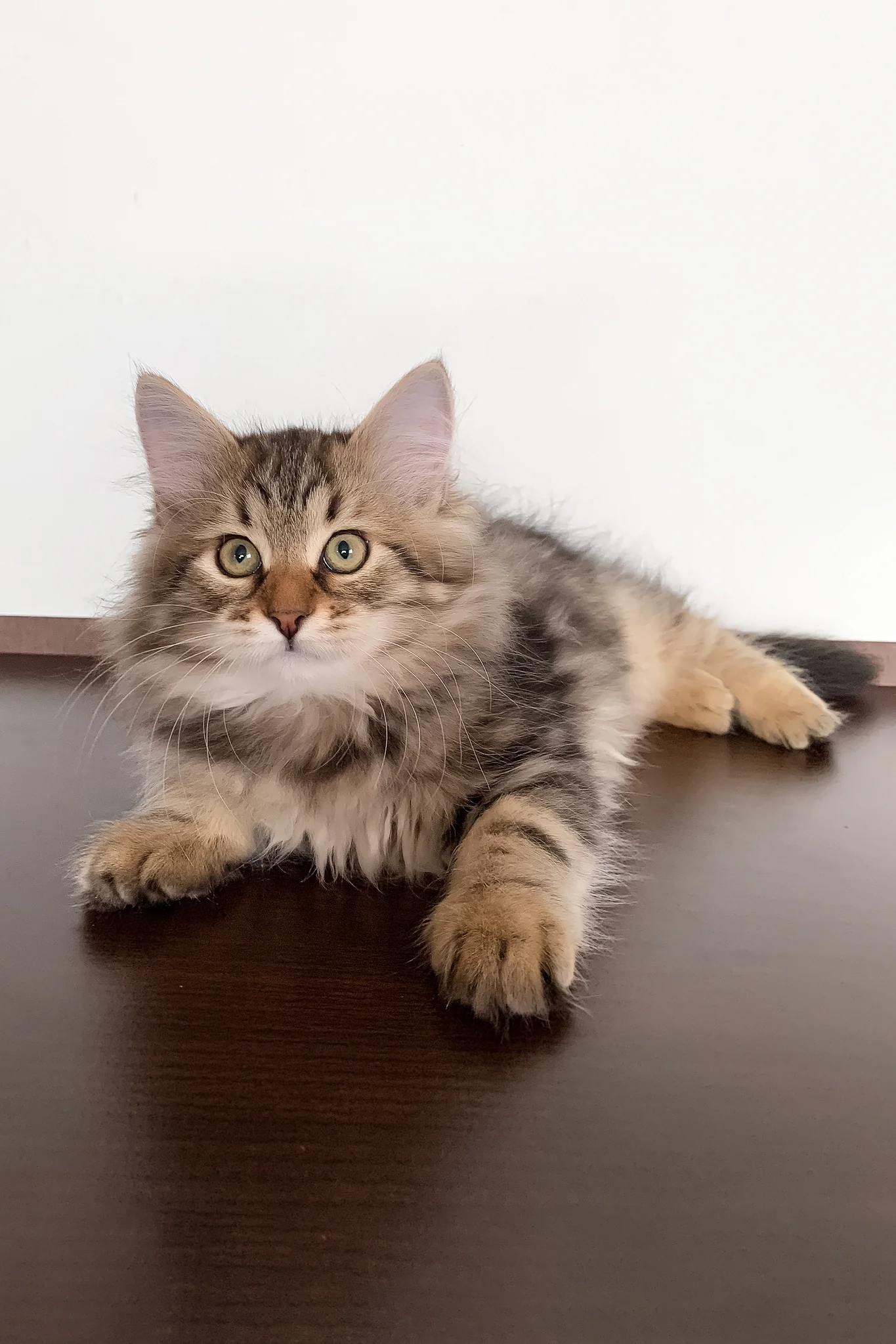 Sophia | Siberian Kitten - Image 5