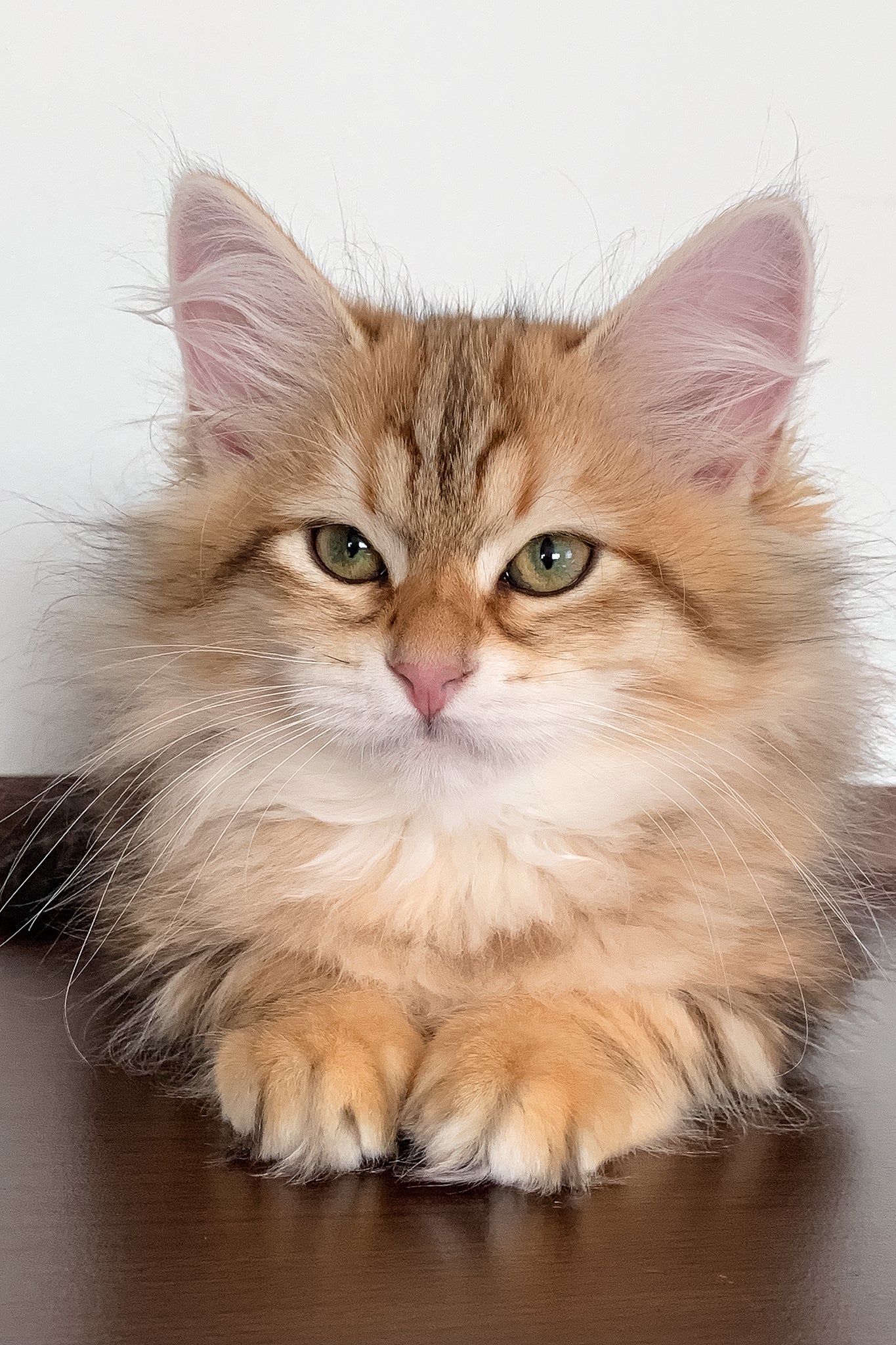 Stella | Siberian Kitten - Image 2