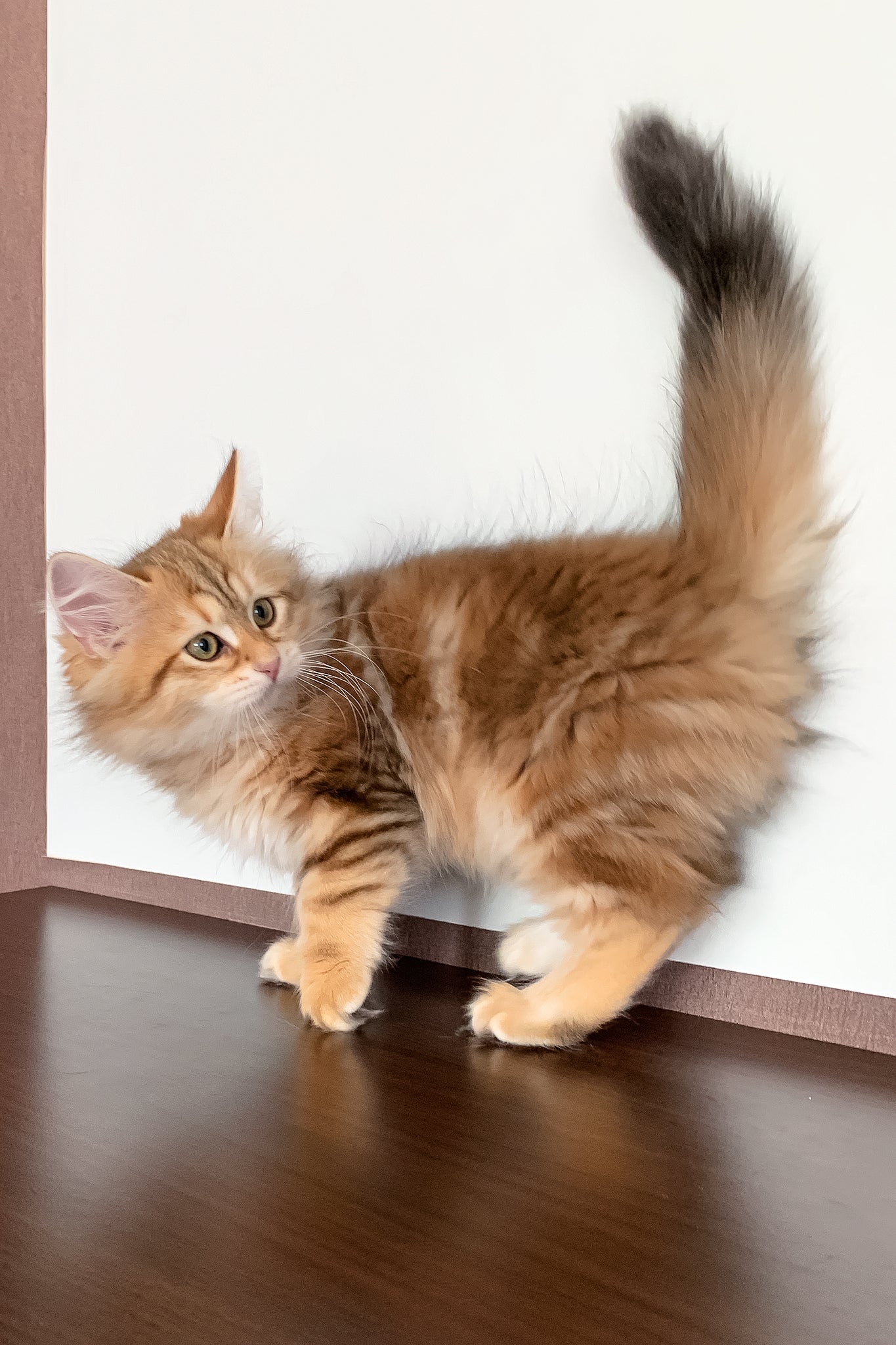 Stella | Siberian Kitten - Image 5