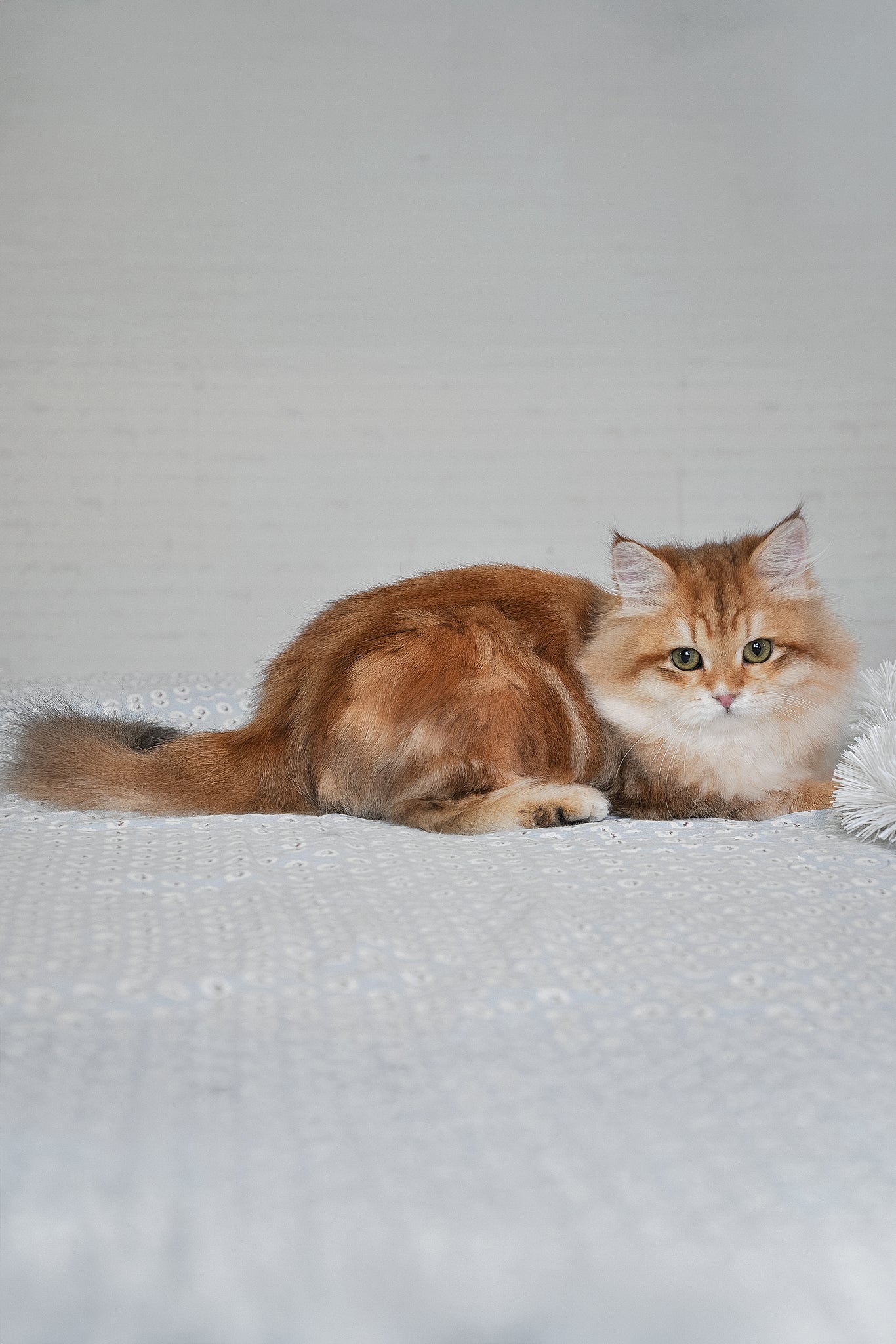 Stesha | Siberian Kitten - Image 5