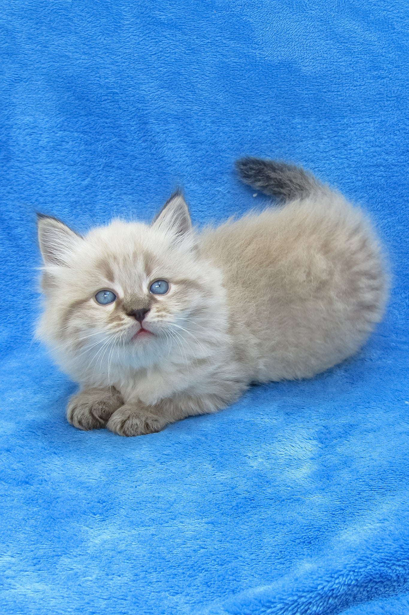 Tiana | Siberian Kitten - Image 4