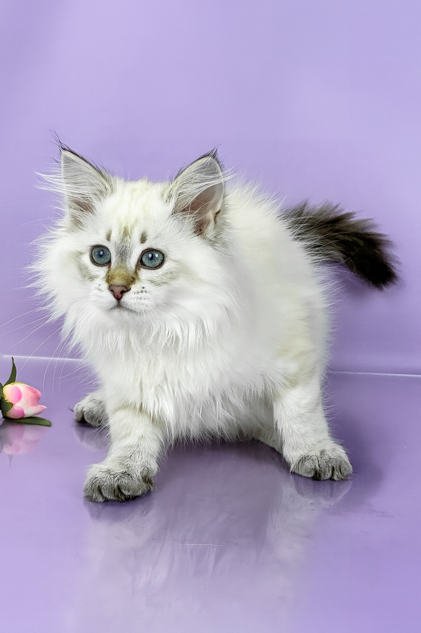 Ulnara | Siberian Kitten - Image 11