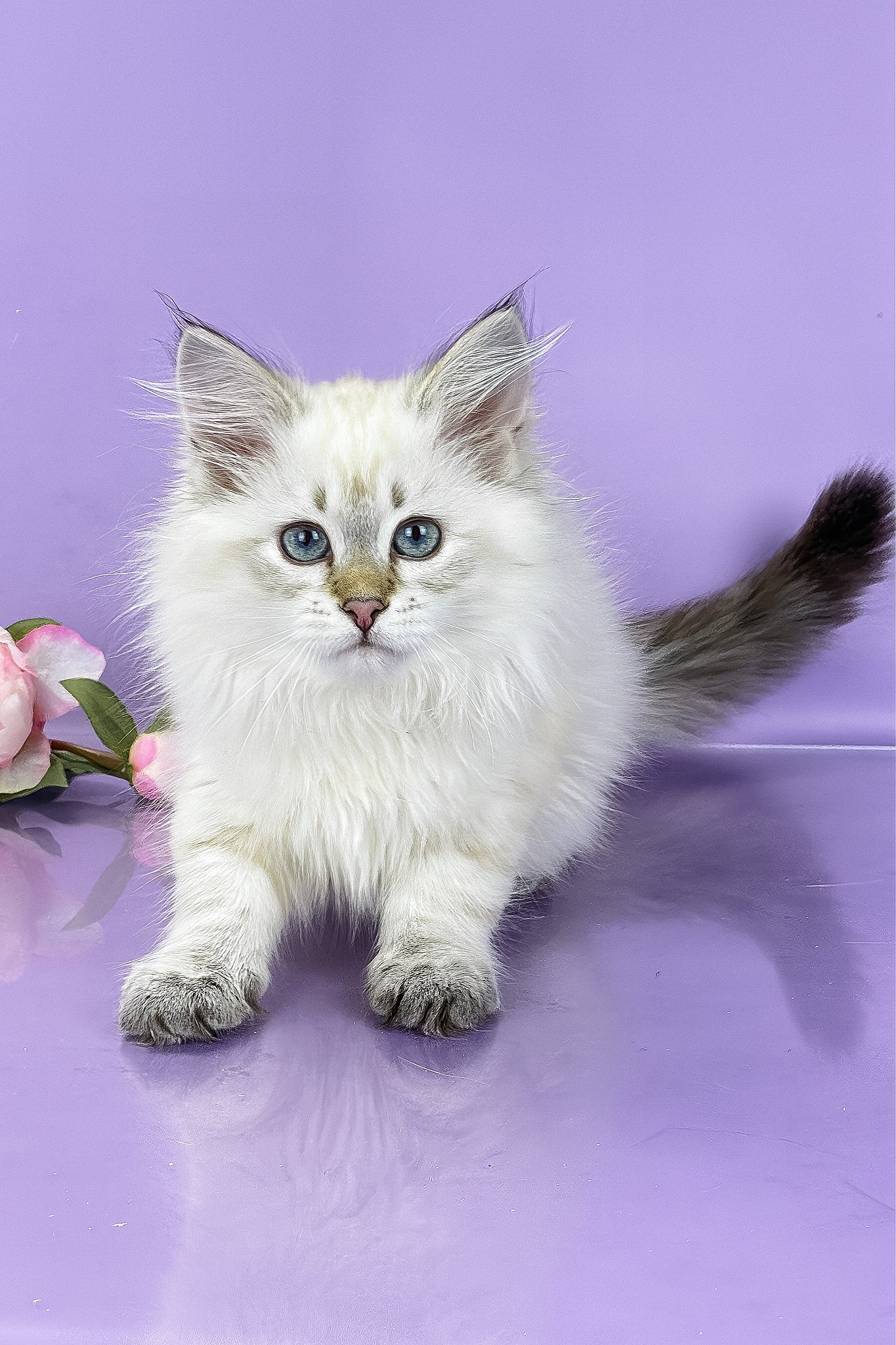 Ulnara | Siberian Kitten - Image 5
