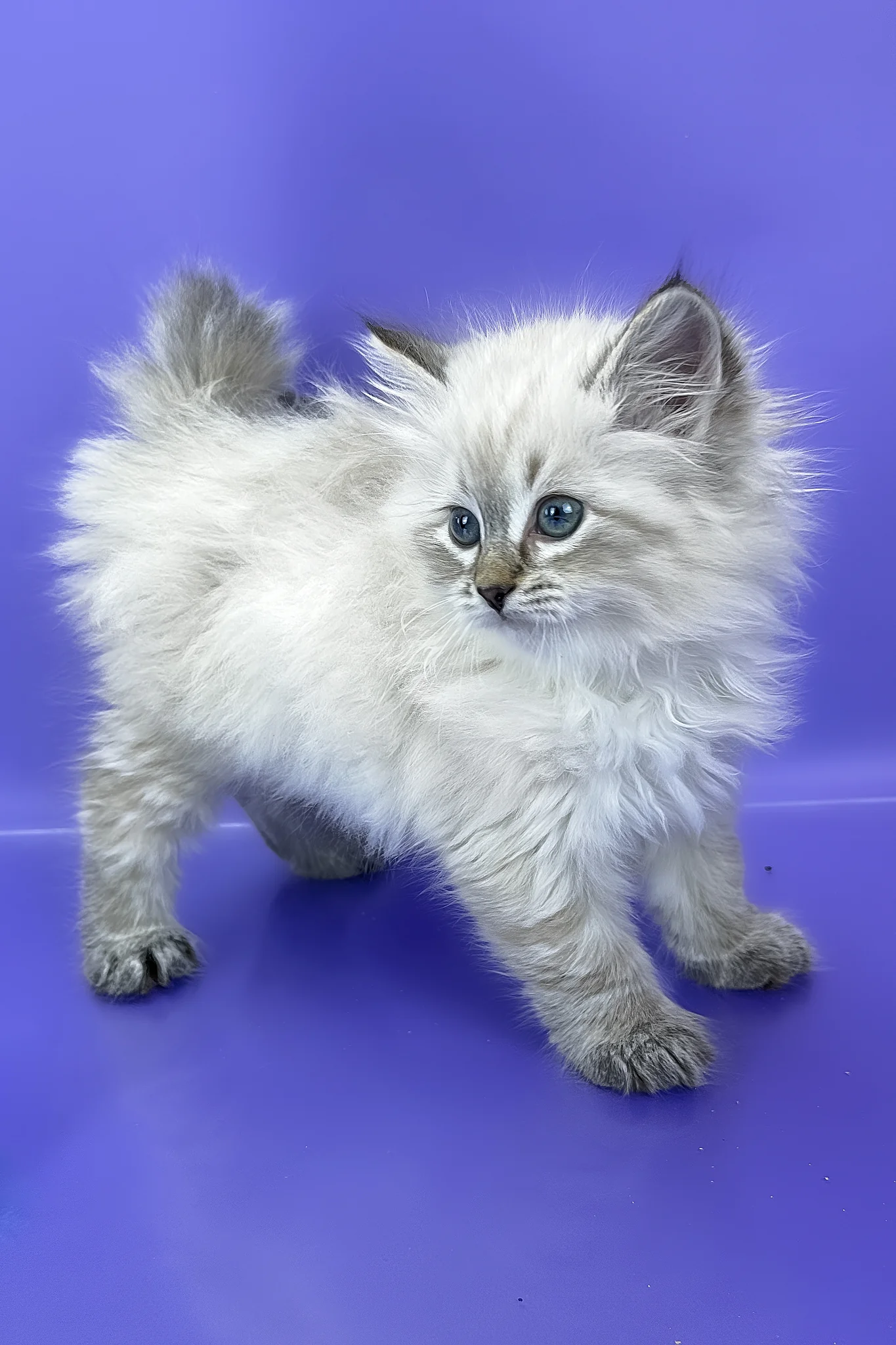 Unita | Siberian Kitten - Image 8