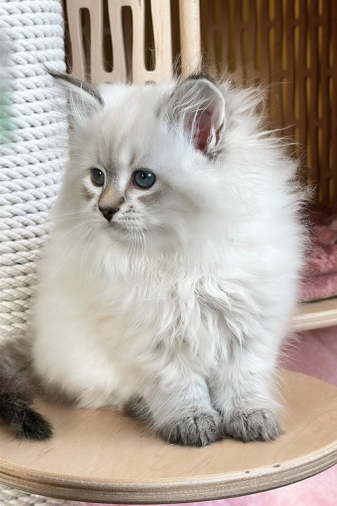 Ursula | Siberian Kitten - Image 4