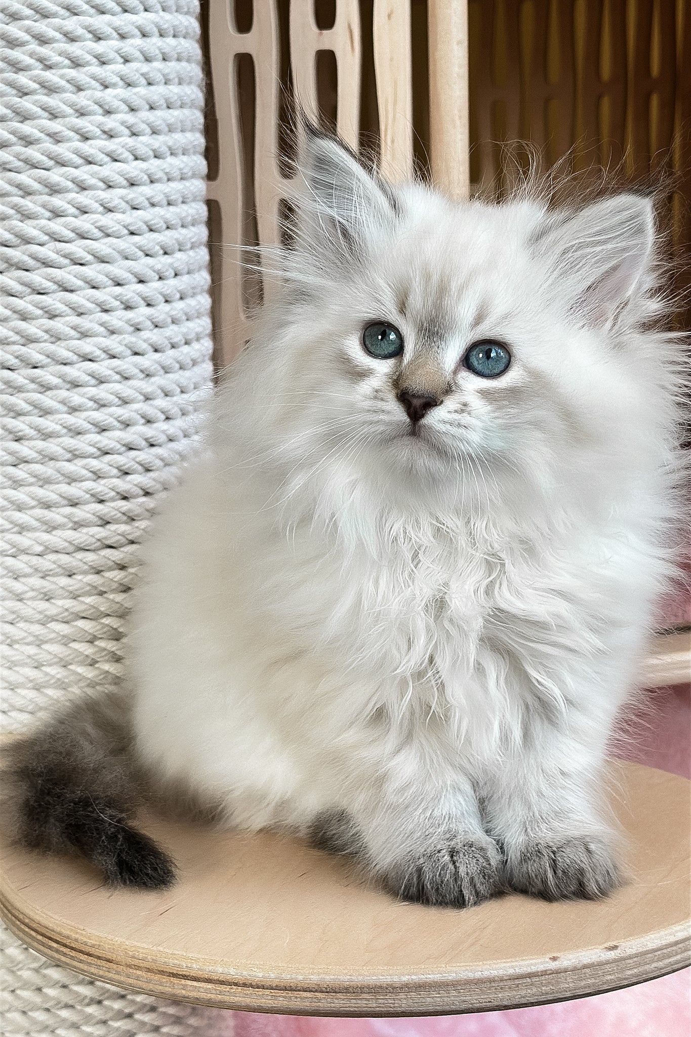 Ursula | Siberian Kitten - Image 6