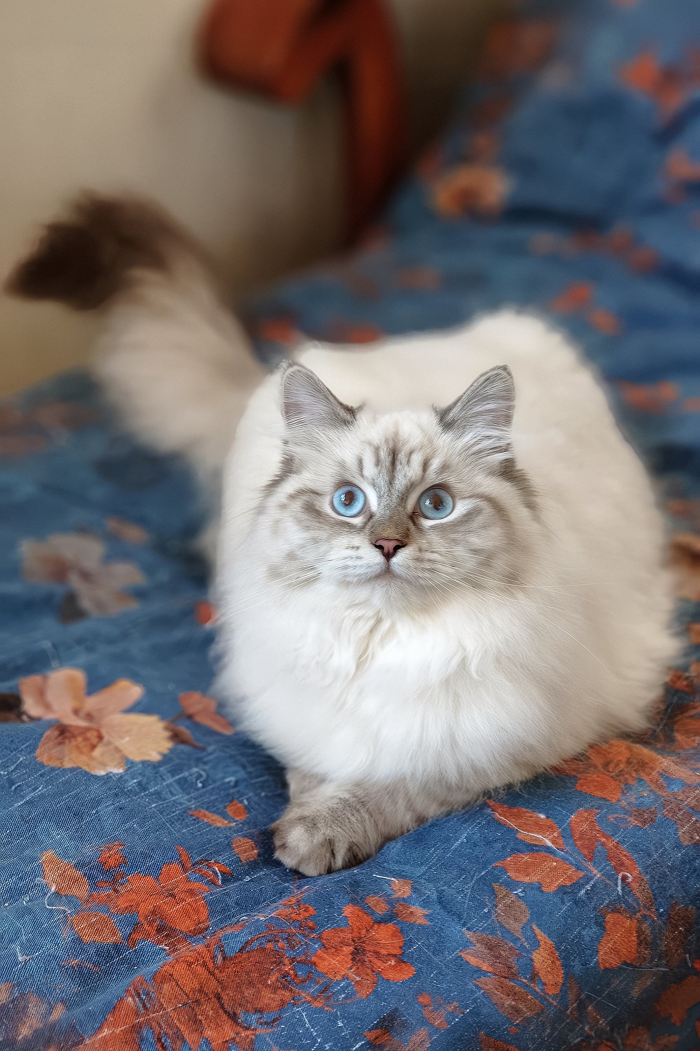 Vanesa | Siberian Kitten - Image 3