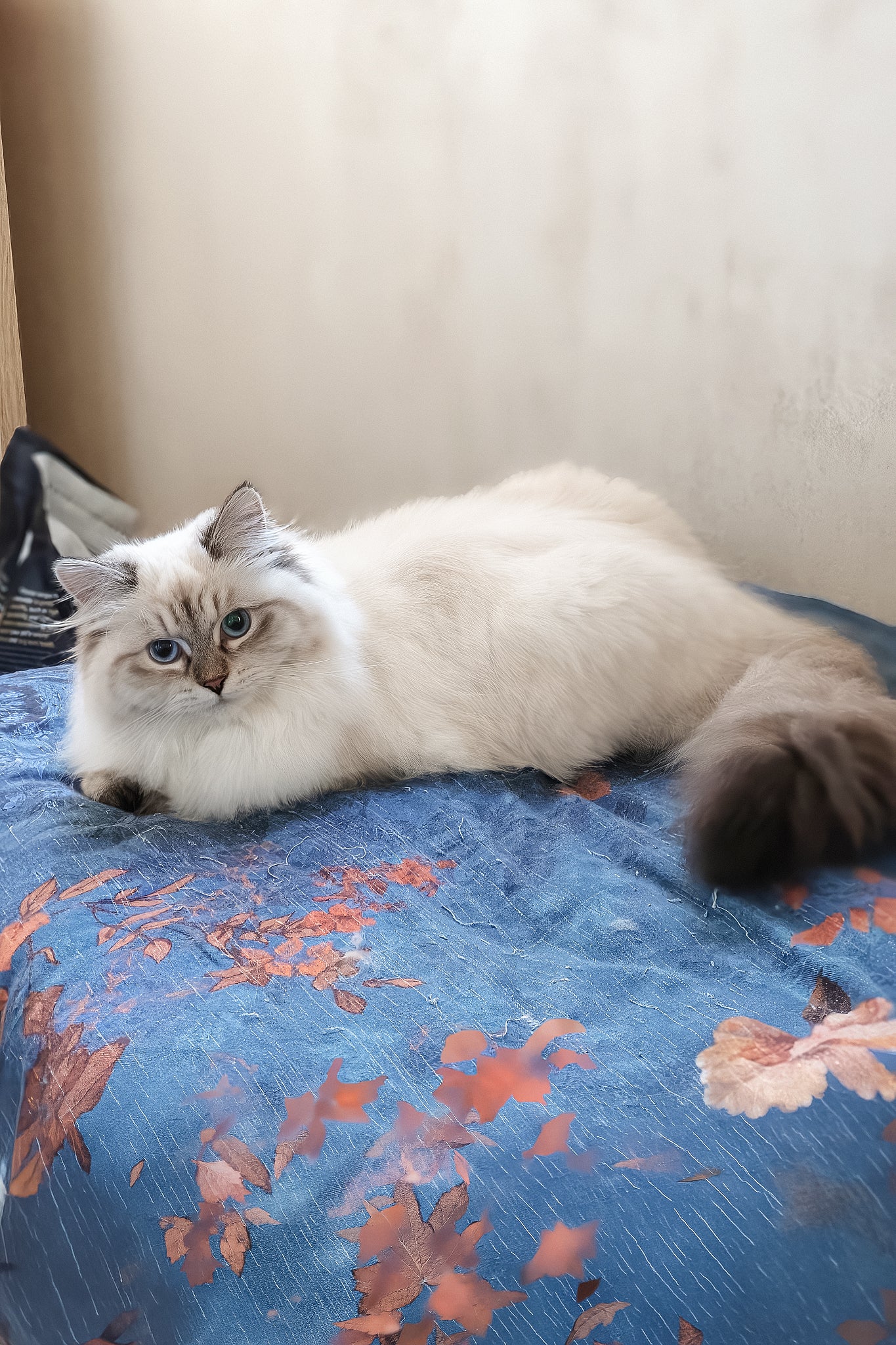 Vanesa | Siberian Kitten - Image 4