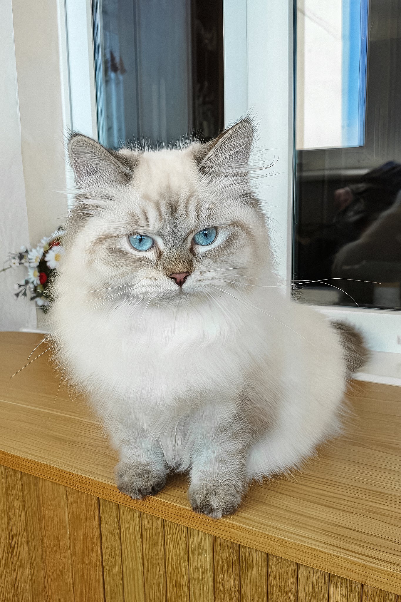 Vanesa | Siberian Kitten - Image 5