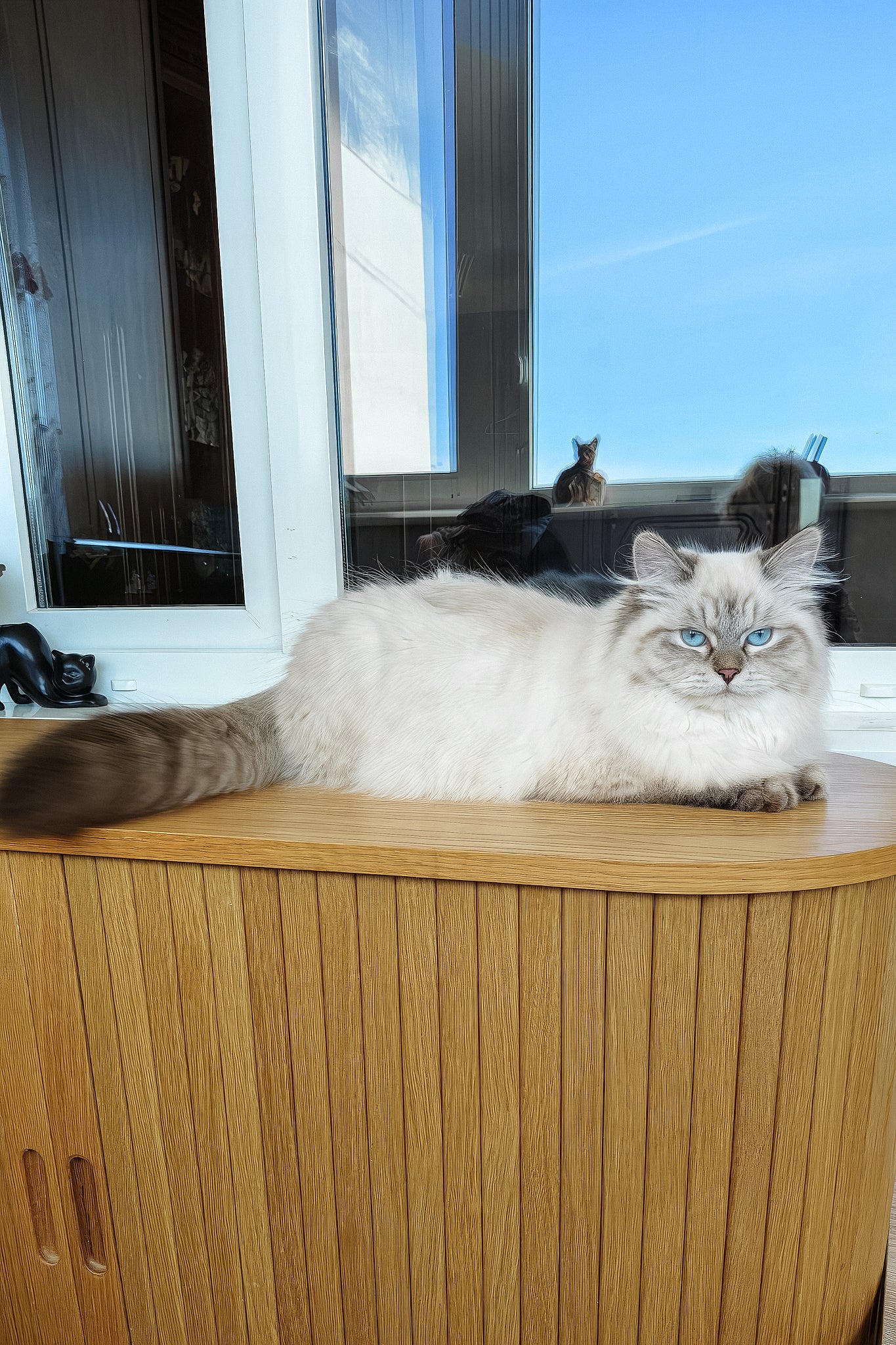 Vanesa | Siberian Kitten - Image 6