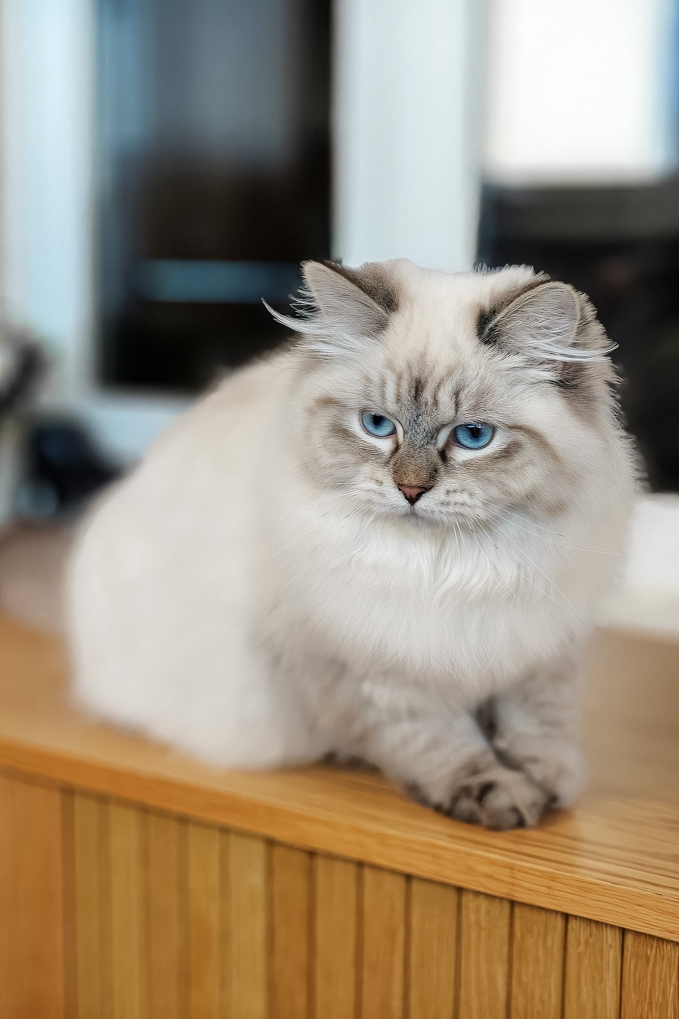 Vanesa | Siberian Kitten - Image 7