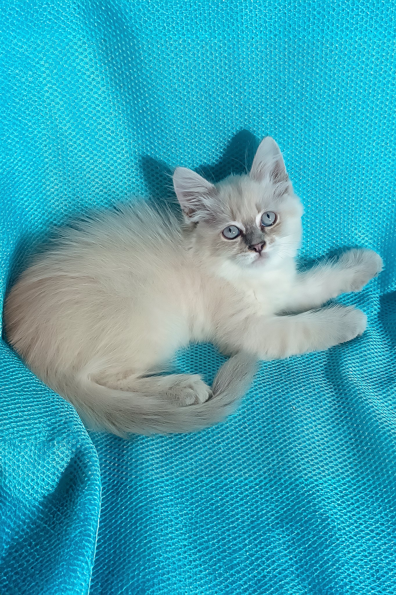 Wanessa | Siberian Kitten - Image 2