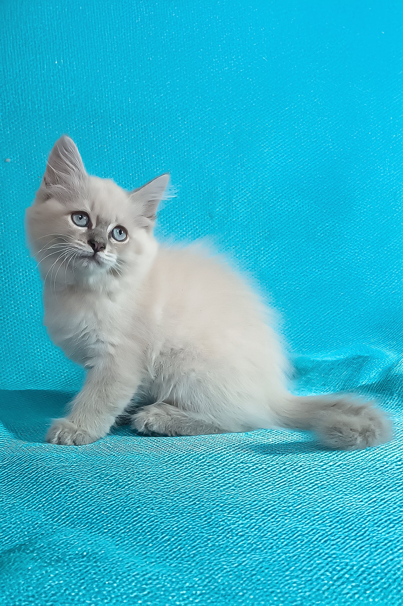 Wanessa | Siberian Kitten - Image 3