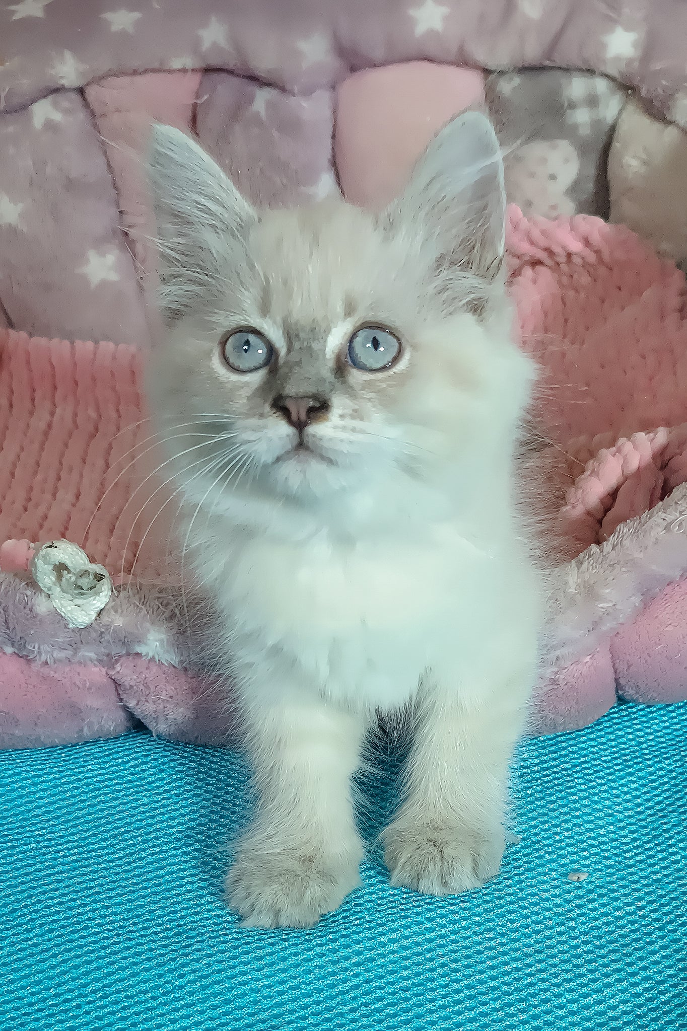 Wanessa | Siberian Kitten - Image 4