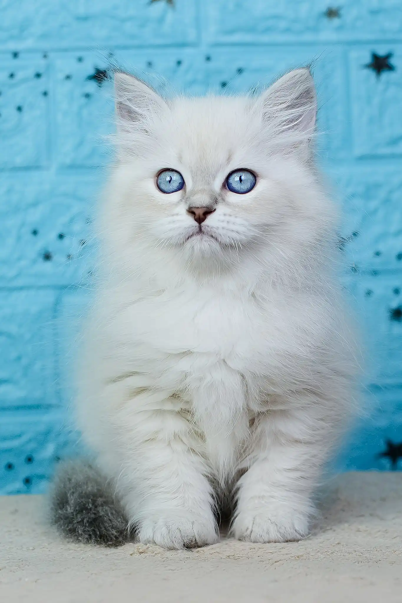 Xamanta | Siberian Kitten - Image 5