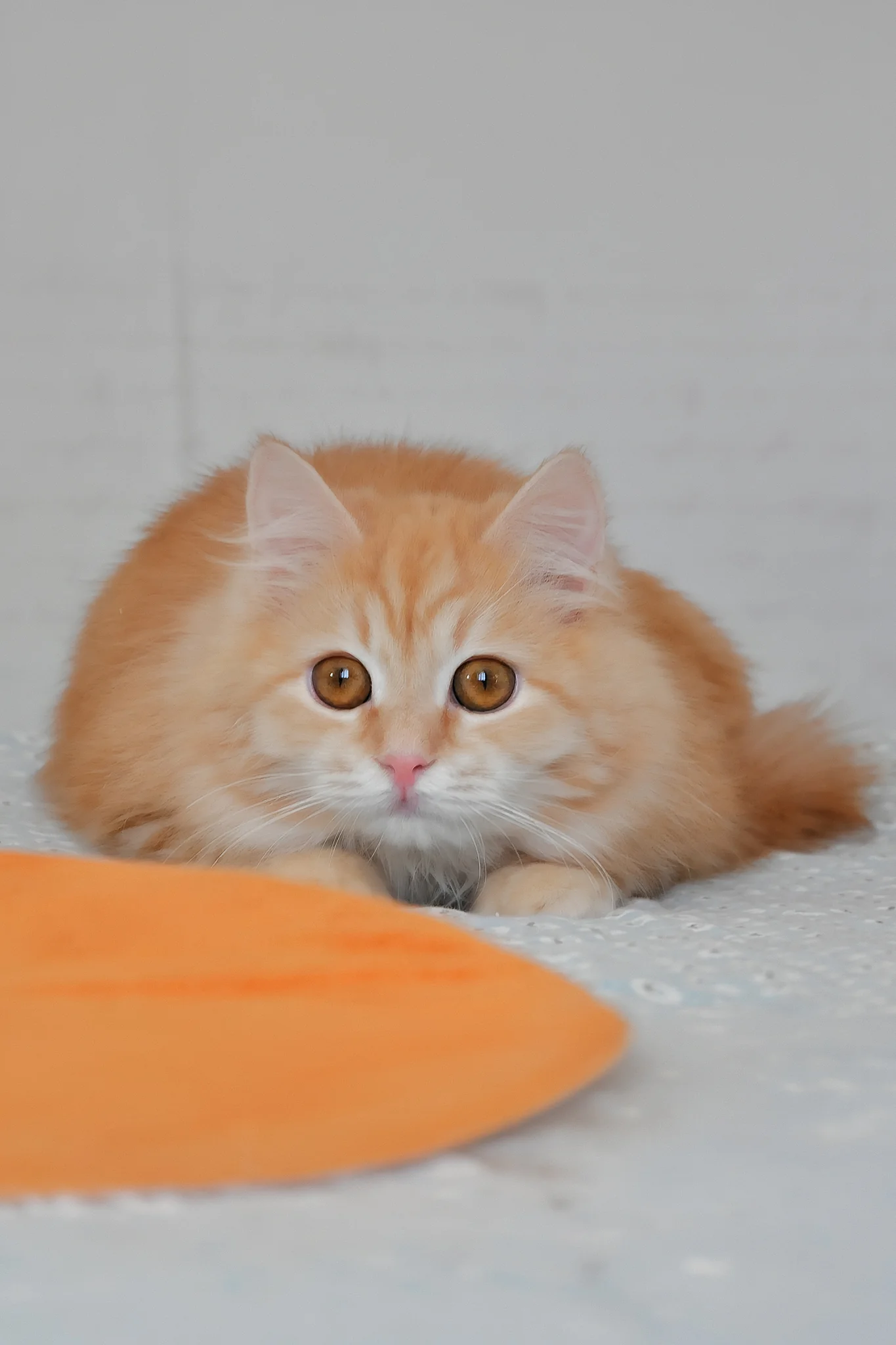Yashma | Siberian Kitten - Image 3