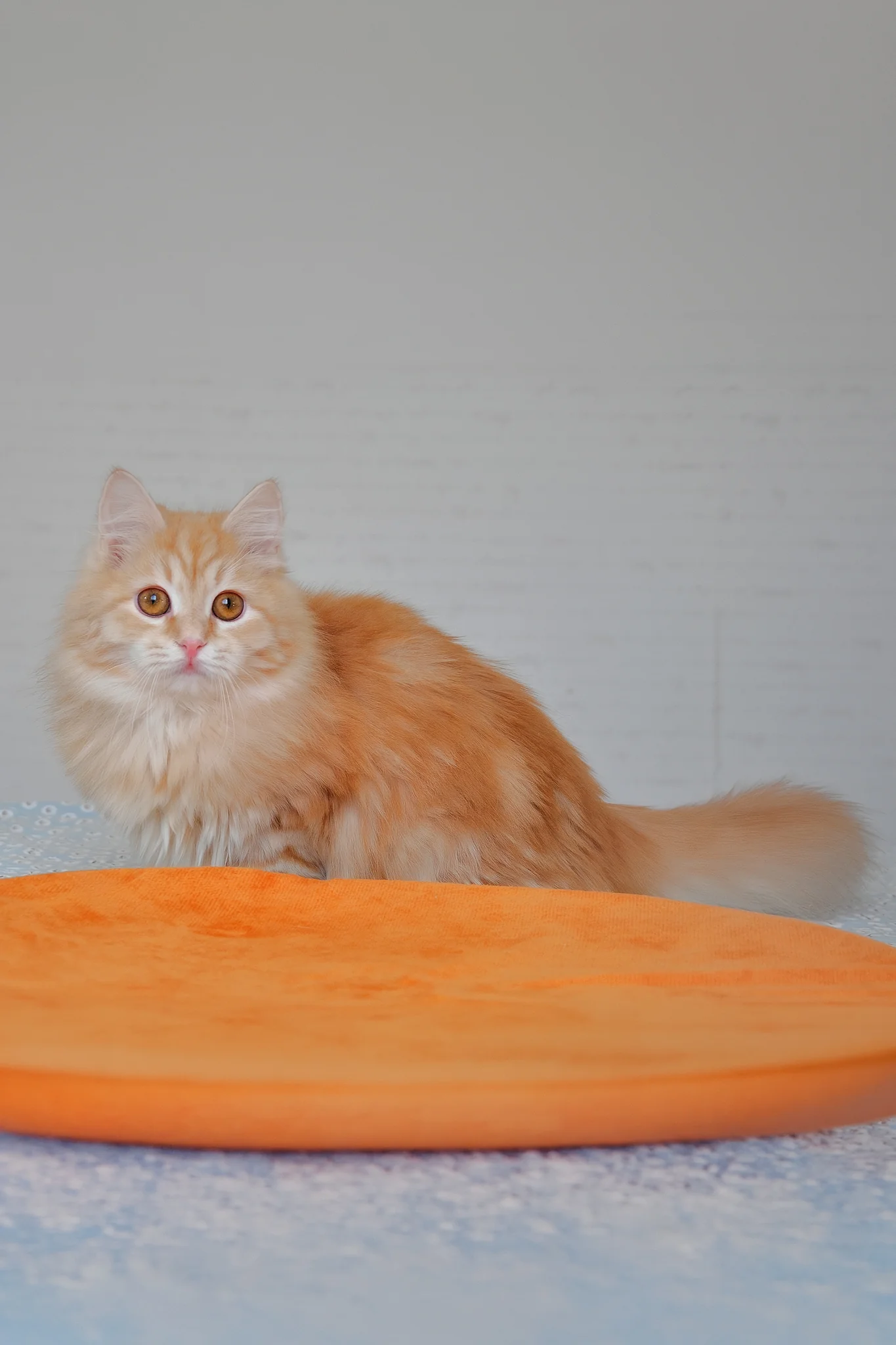 Yashma | Siberian Kitten - Image 4