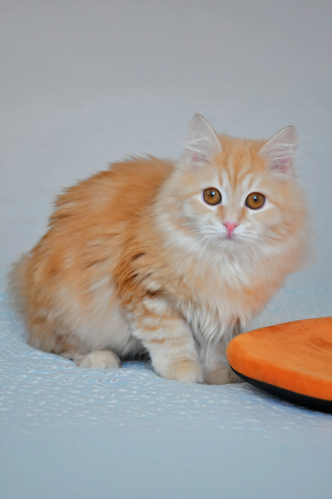 Yashma | Siberian Kitten - Image 5