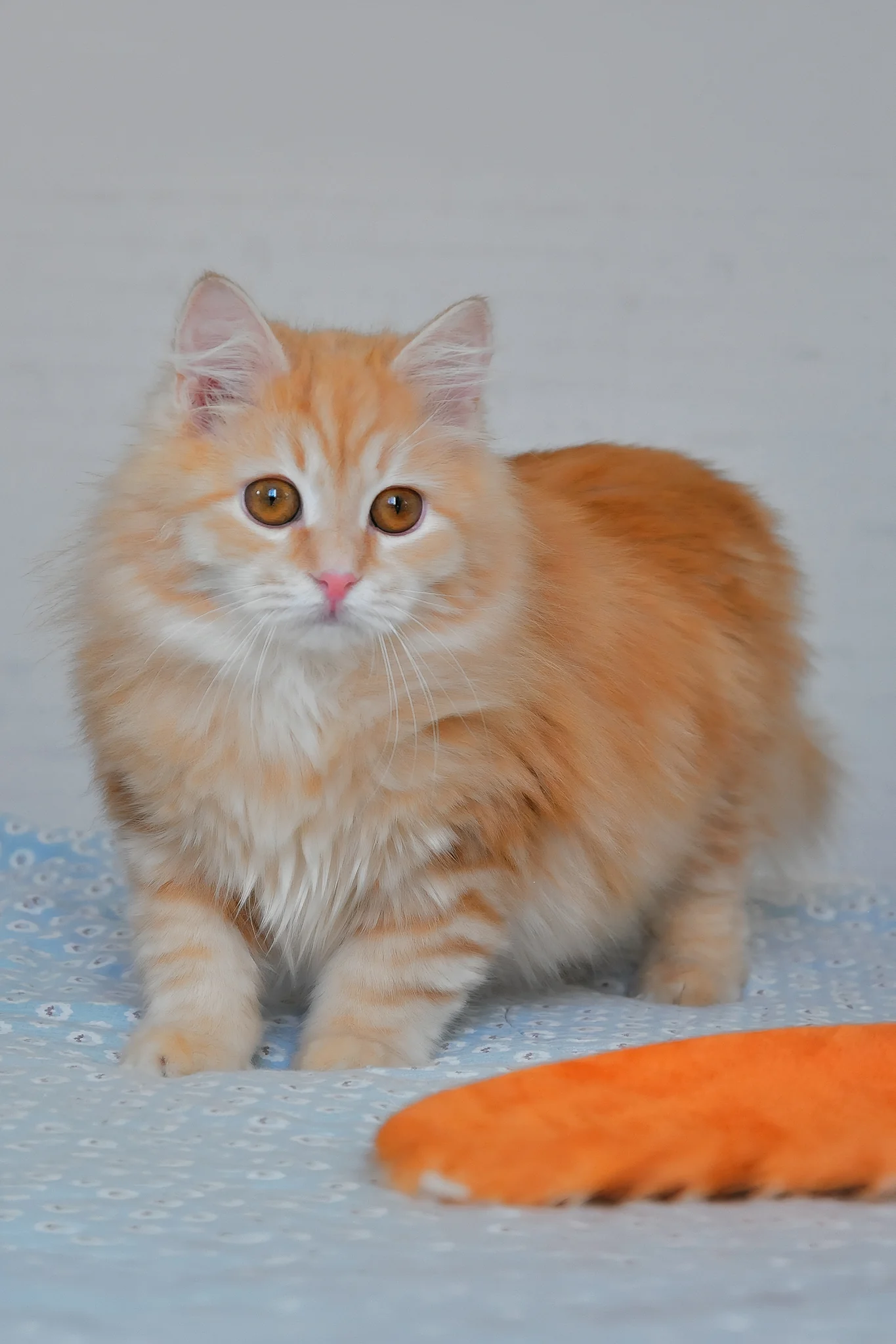 Yashma | Siberian Kitten - Image 6