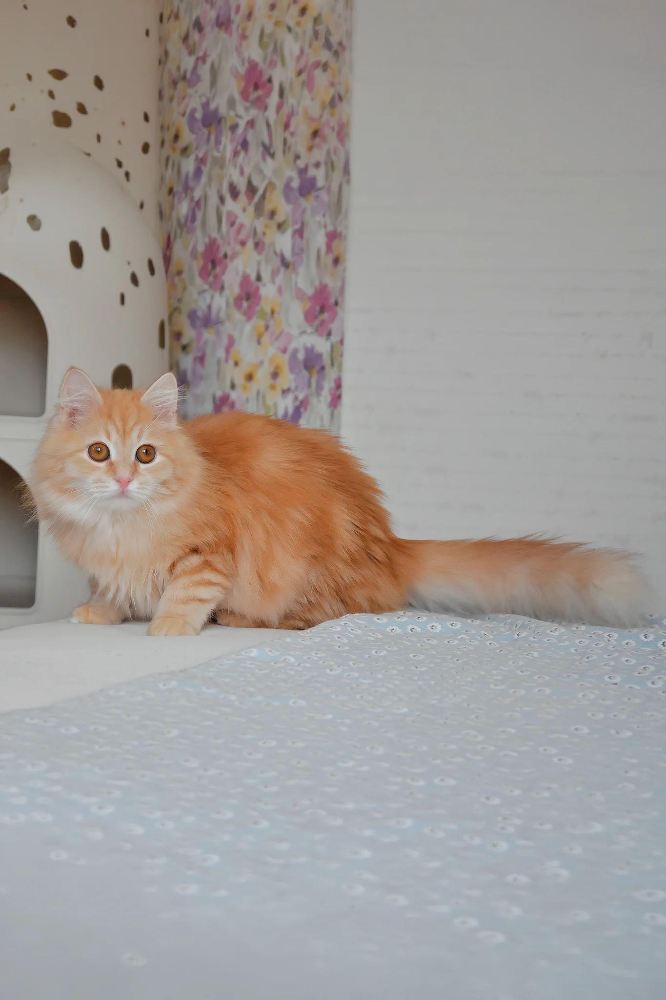 Yashma | Siberian Kitten - Image 7