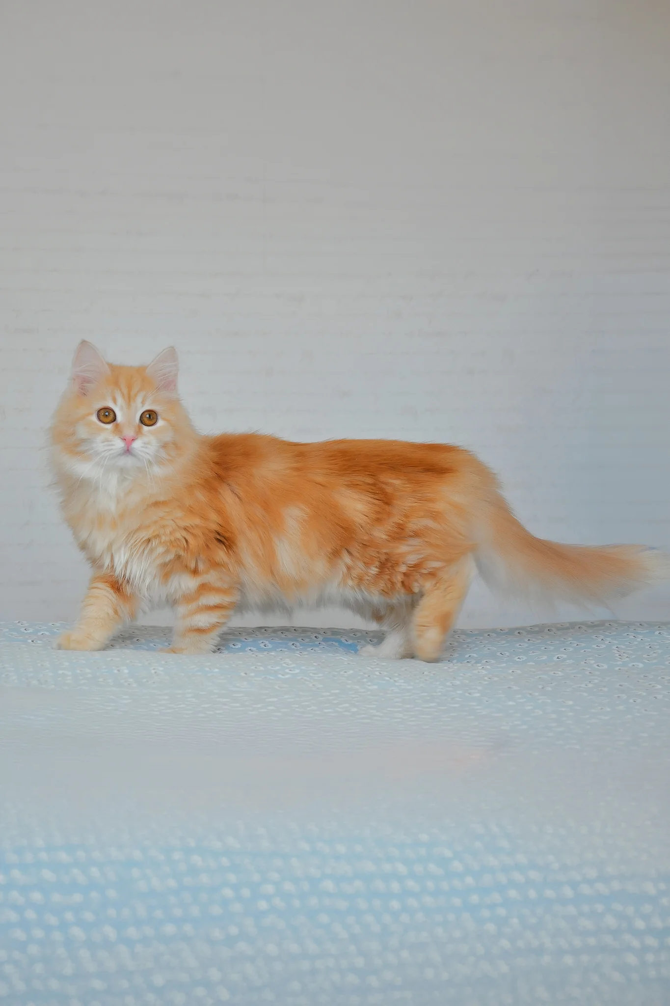 Yashma | Siberian Kitten - Image 8
