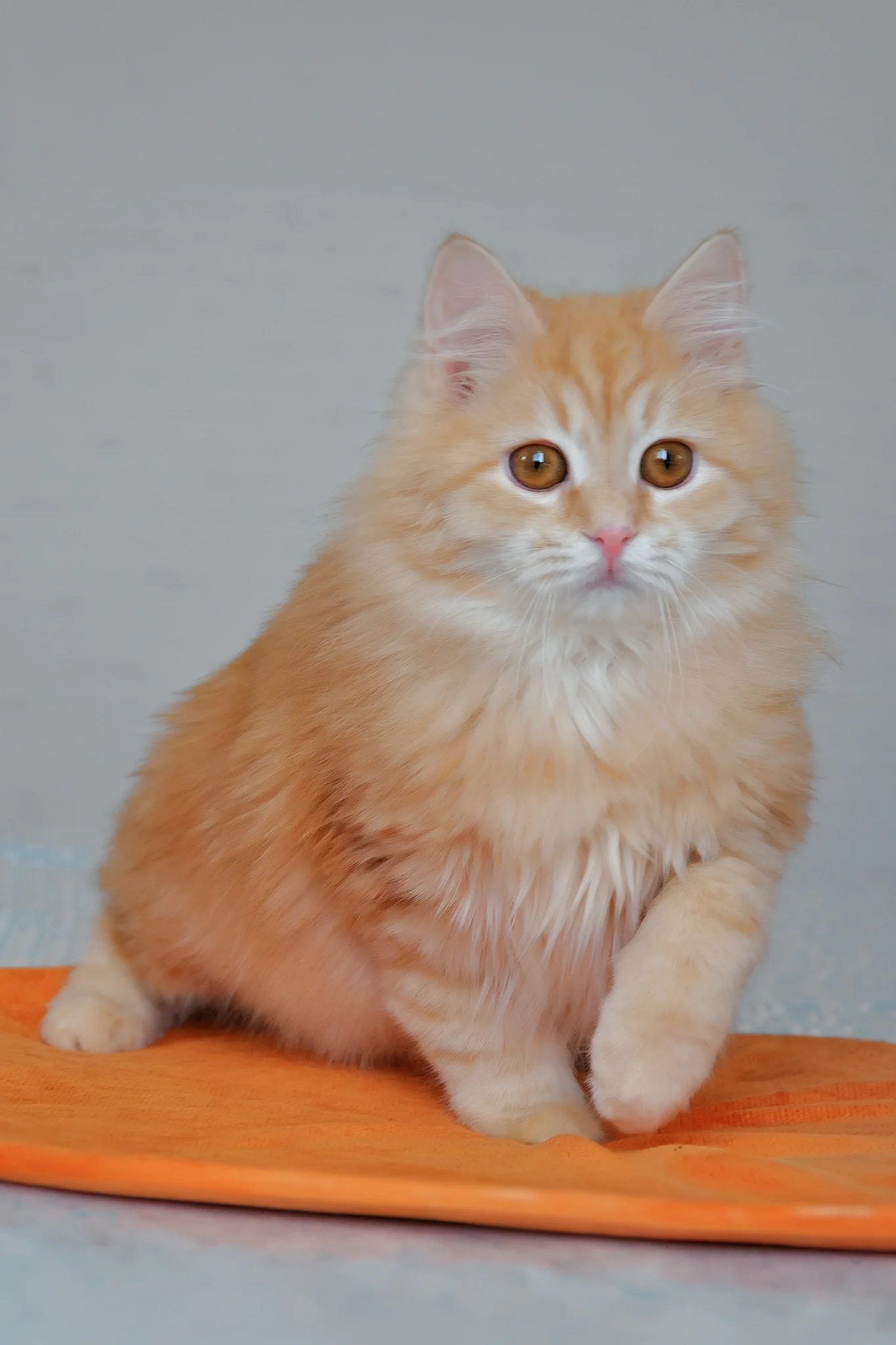 Yashma | Siberian Kitten - Image 9