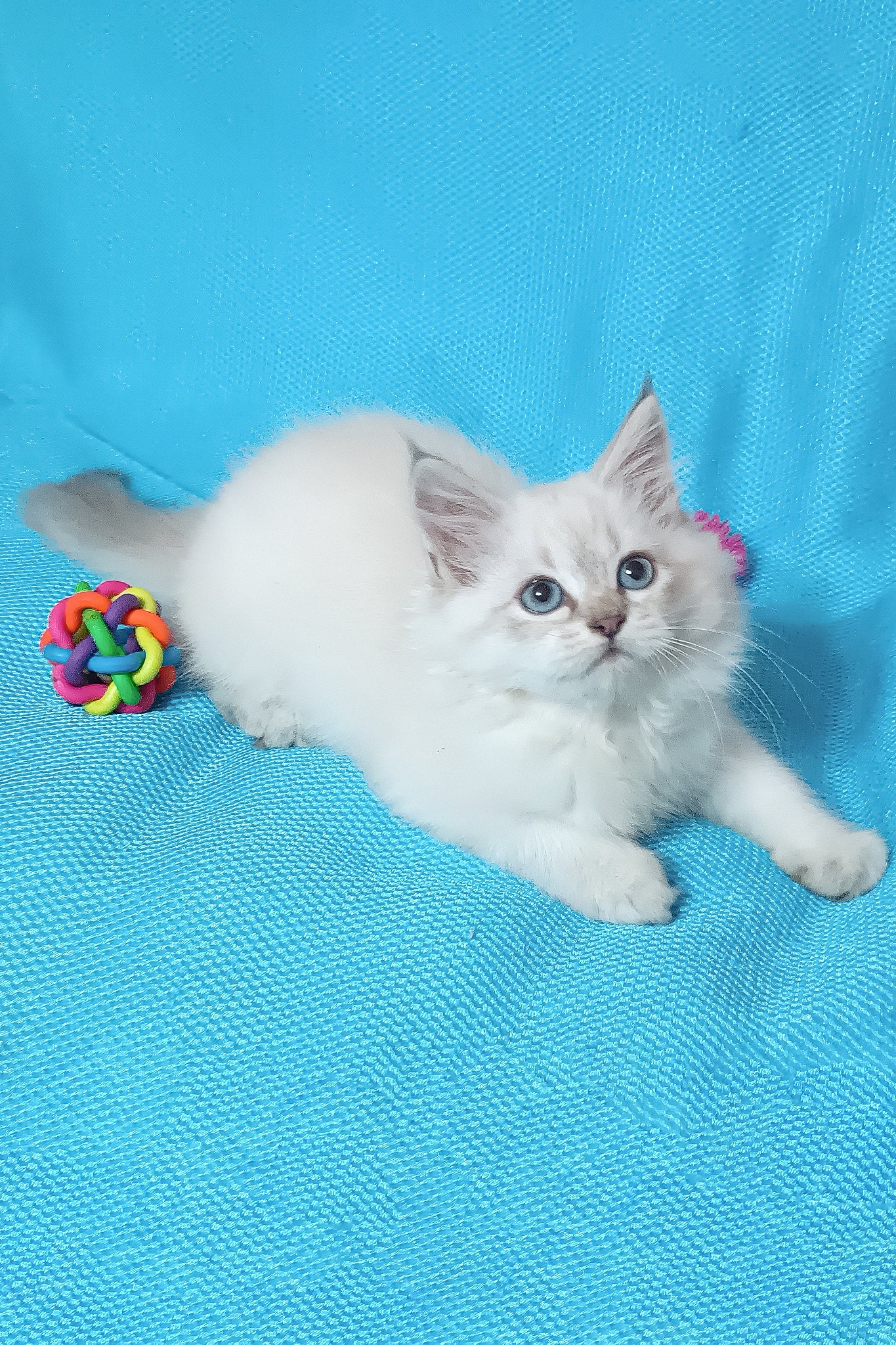 Yuku | Siberian Kitten - Image 2
