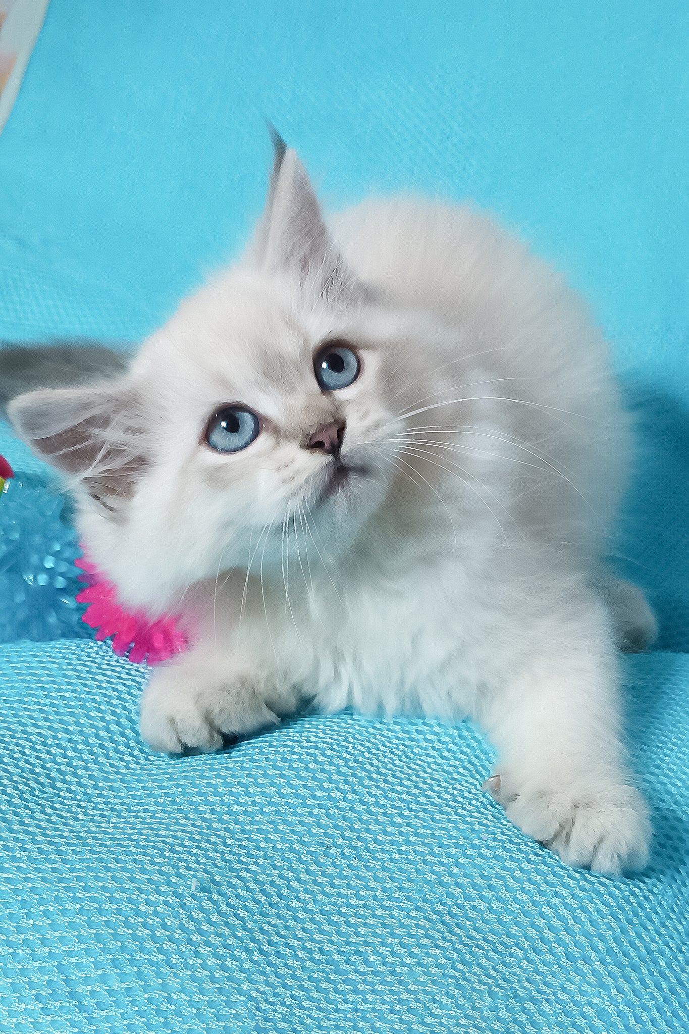 Yuku | Siberian Kitten - Image 3