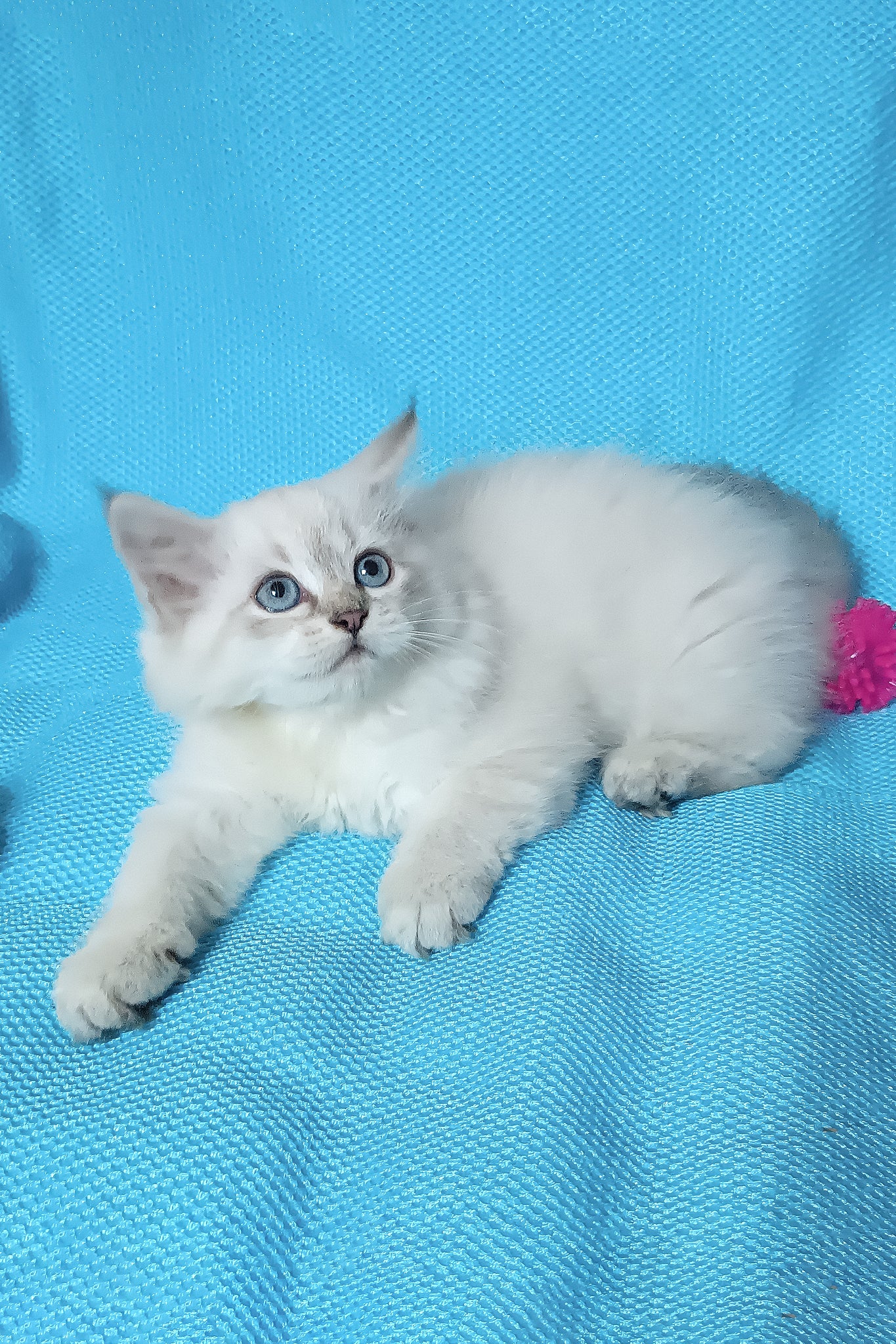 Yuku | Siberian Kitten - Image 5