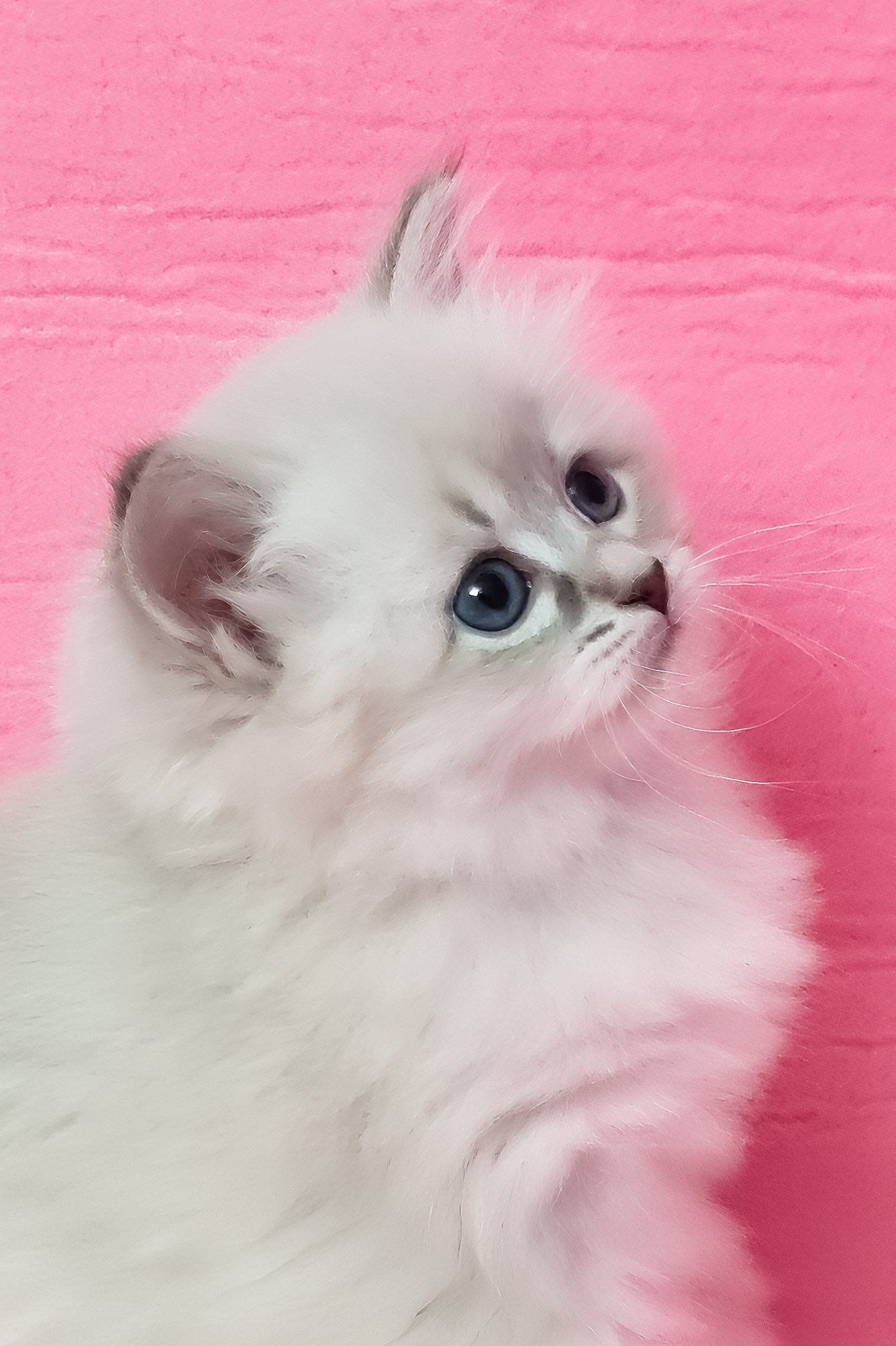 Zarra | Siberian Kitten - Image 4